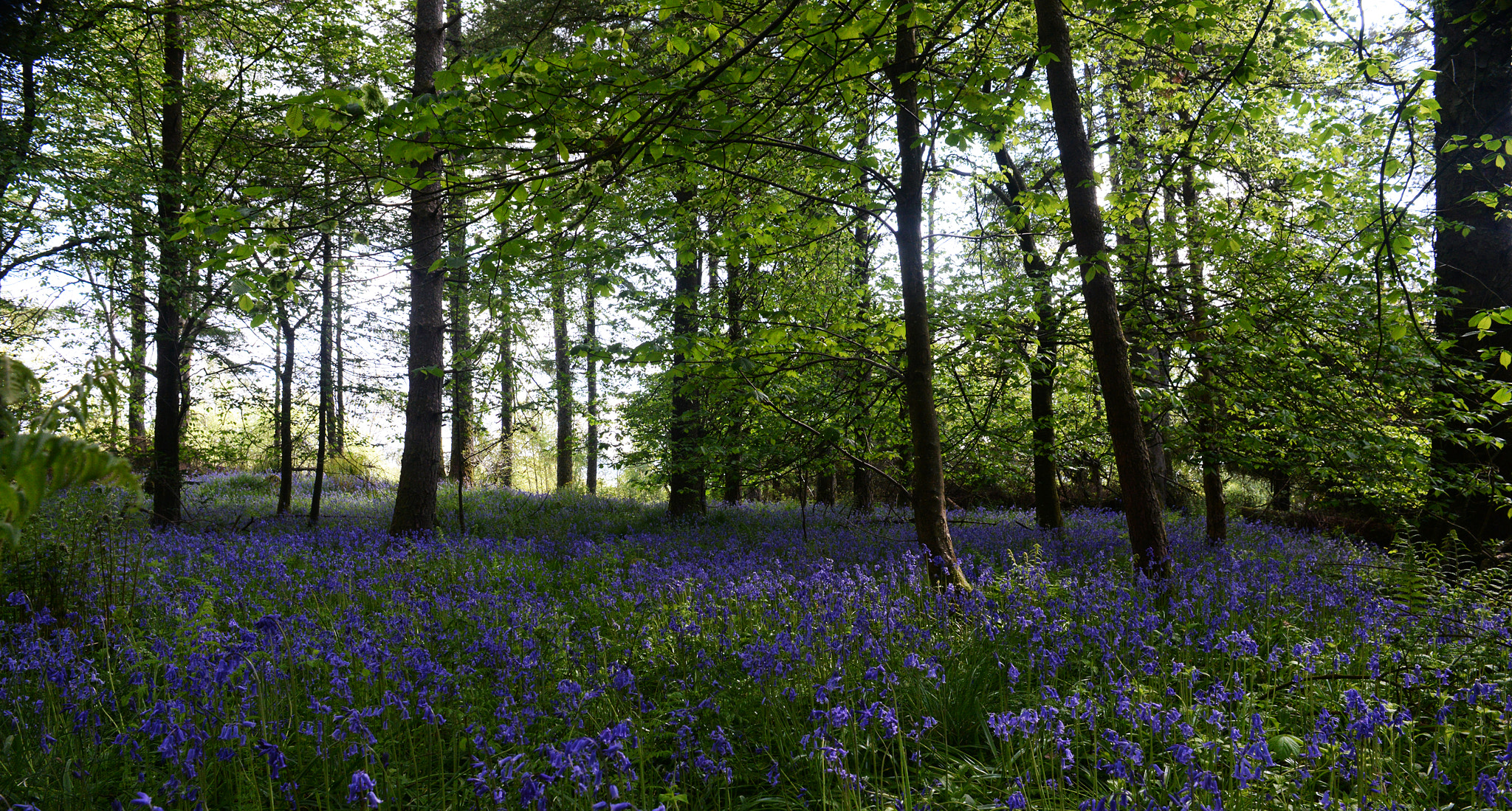 Nikon D610 + Nikon AF Nikkor 24mm F2.8D sample photo. Bluebell forest photography