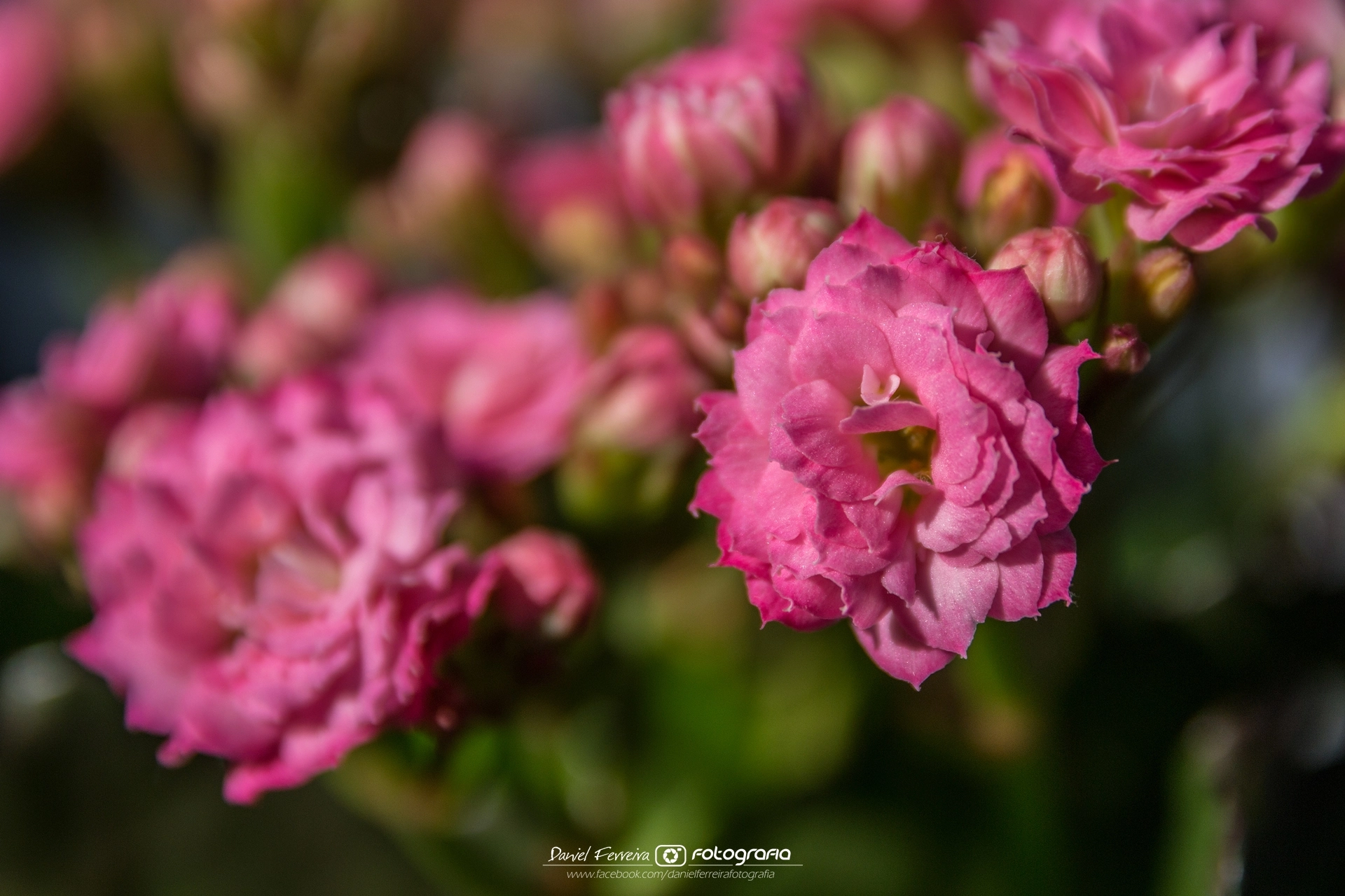 Sigma 17-70mm F2.8-4 DC Macro OS HSM | C sample photo. Amizade photography