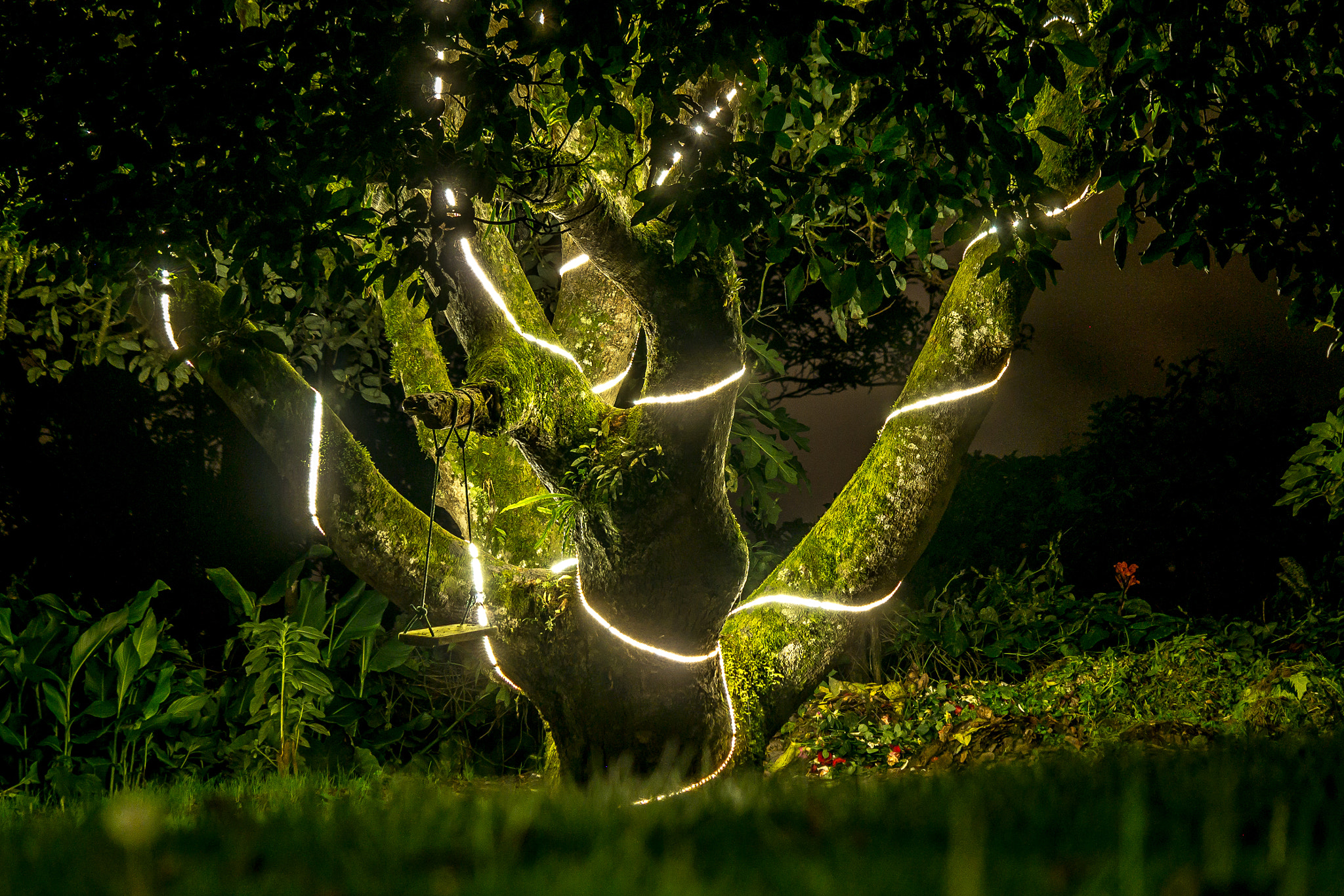 Samsung NX300 + Samsung NX 50-200mm F4-5.6 ED OIS sample photo. Dream tree 2 photography
