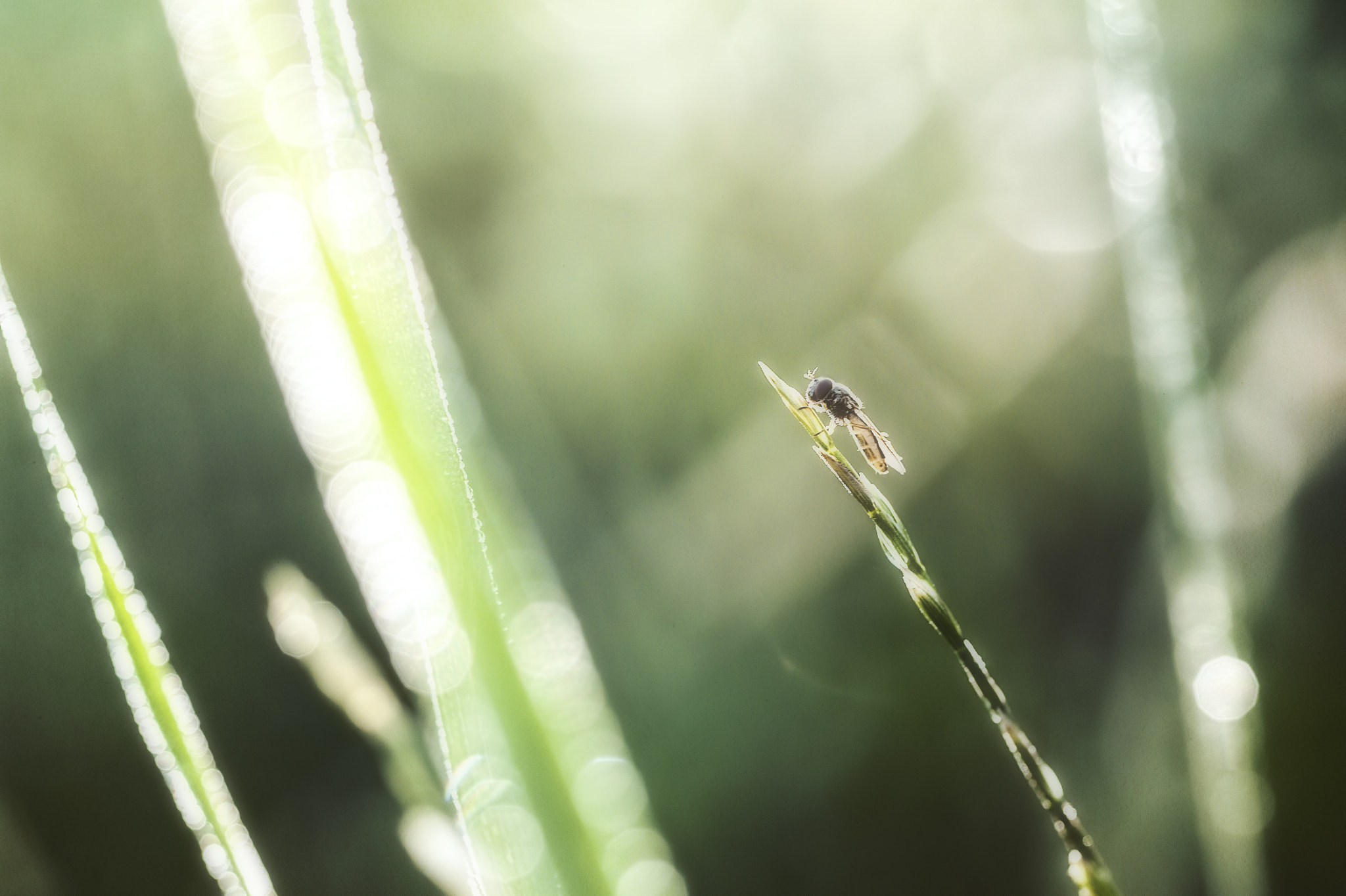 ZEISS Makro-Planar T* 100mm F2 sample photo. The morn is up again photography