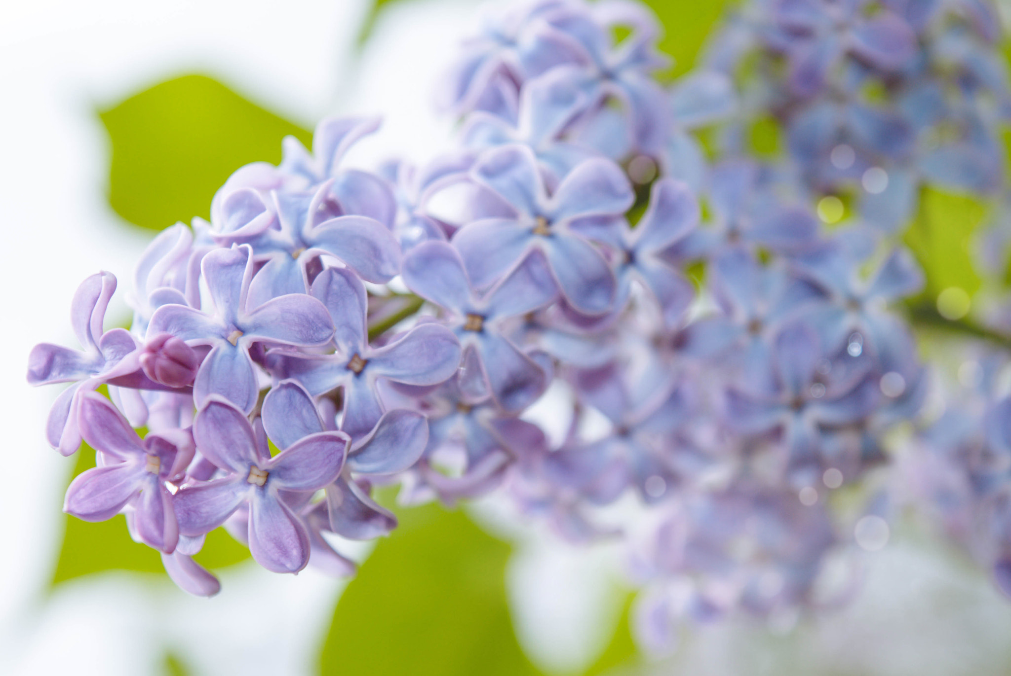 Nikon D3000 sample photo. Lilac photography