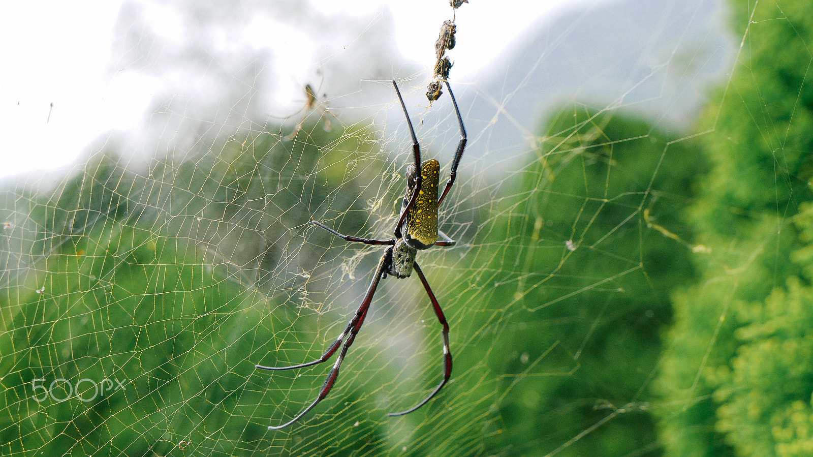 Panasonic Lumix DMC-GF1 sample photo. Spider photography