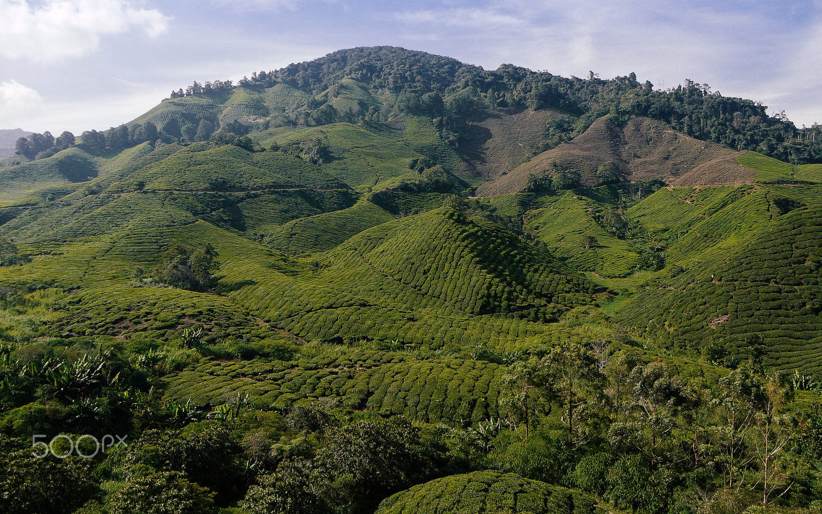 Panasonic Lumix DMC-GF1 sample photo. Boh tea plantation, cameron highlands photography