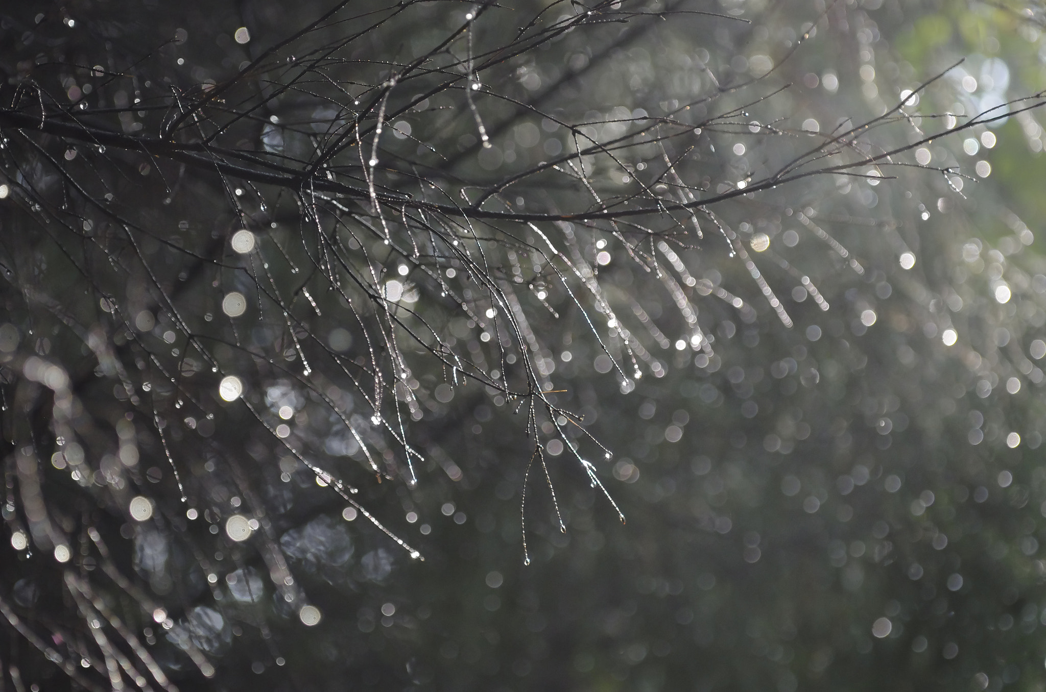 smc PENTAX-FA MACRO 100mm F3.5 sample photo. Round drops photography