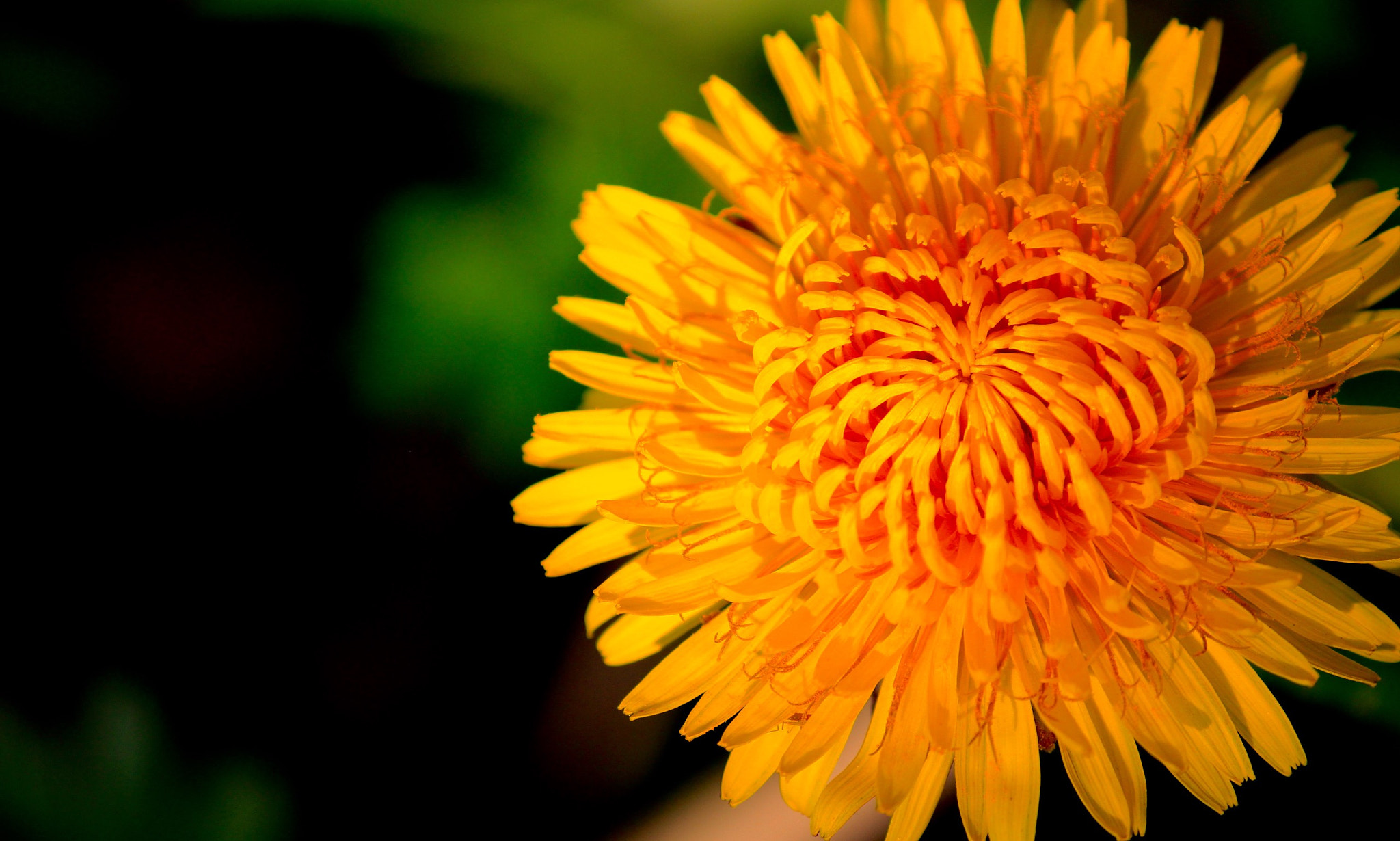 Canon EF-S 55-250mm F4-5.6 IS II sample photo. Untitled photography
