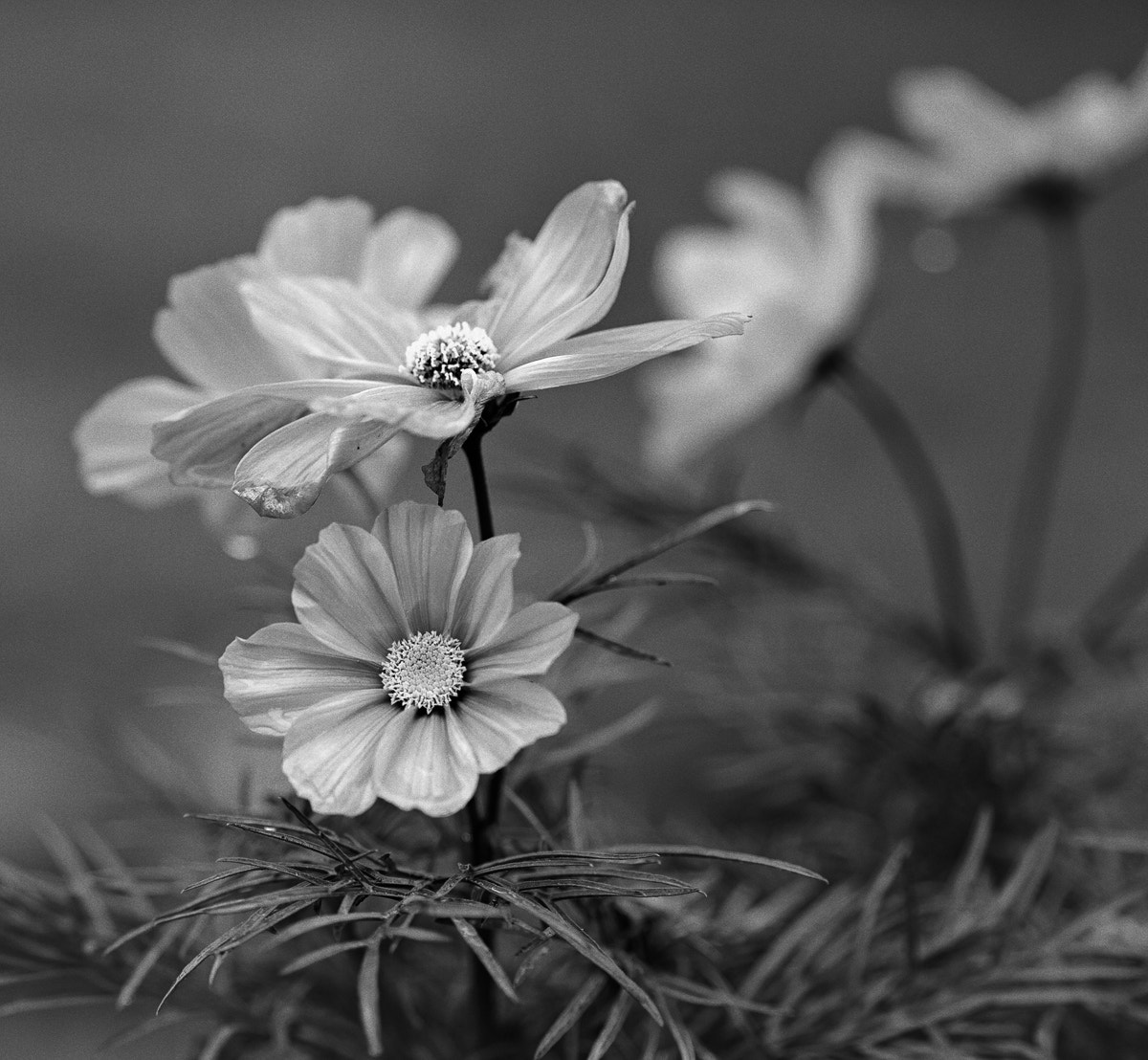 Pentax 645D sample photo. Flower photography