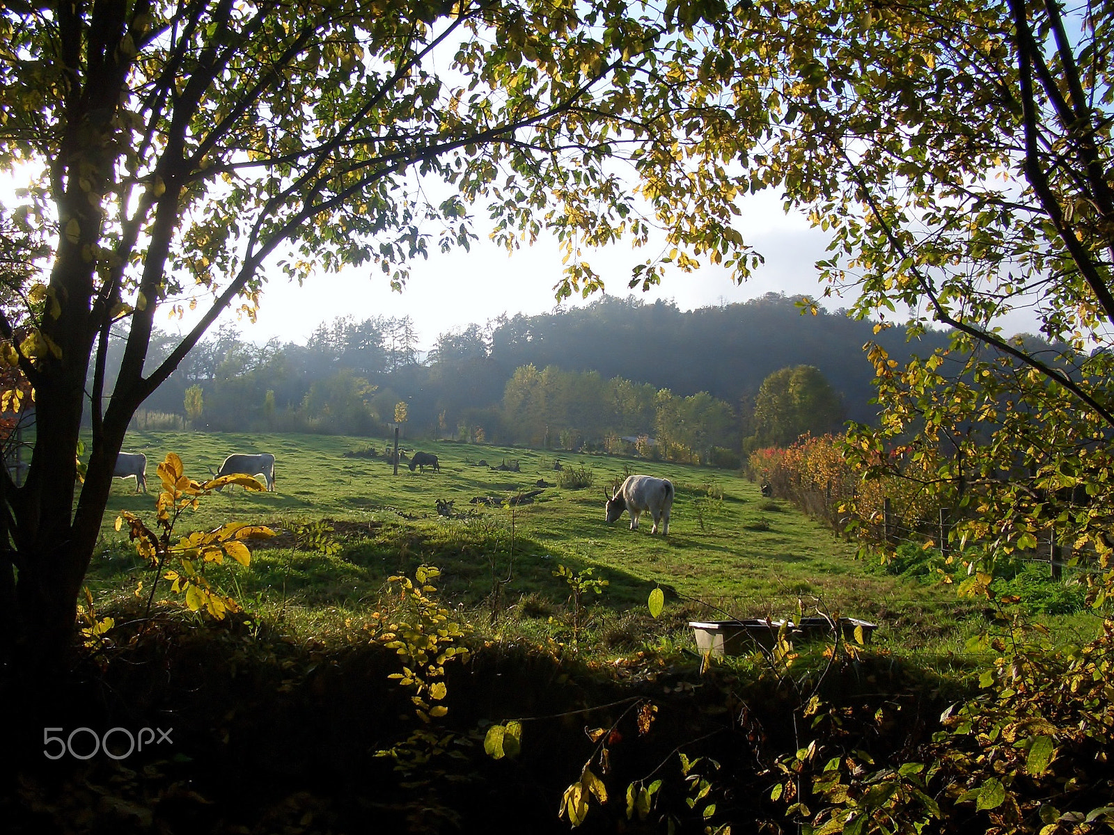 CASIO EX-Z50 sample photo. Pastoral life photography