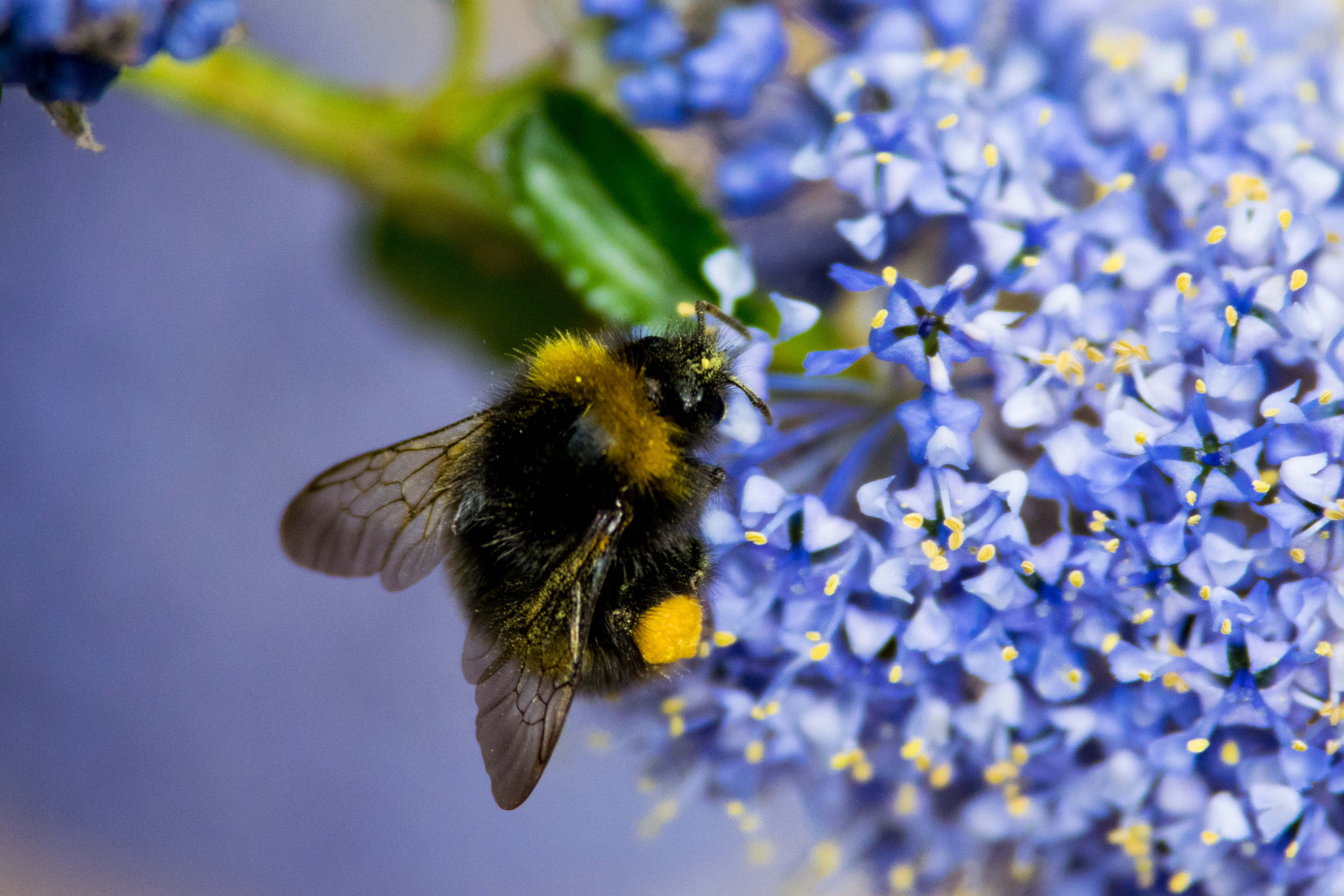 Nikon D5300 + Nikon AF-S Nikkor 300mm F4D ED-IF sample photo. May bee photography