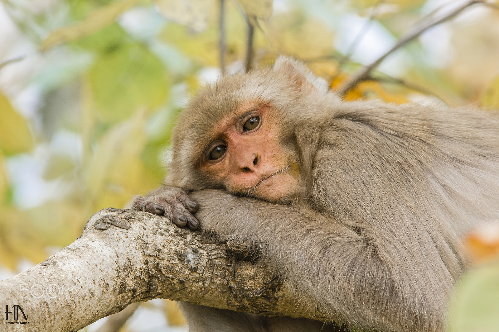 Canon EF 300mm F4L IS USM sample photo. Let me sleep photography