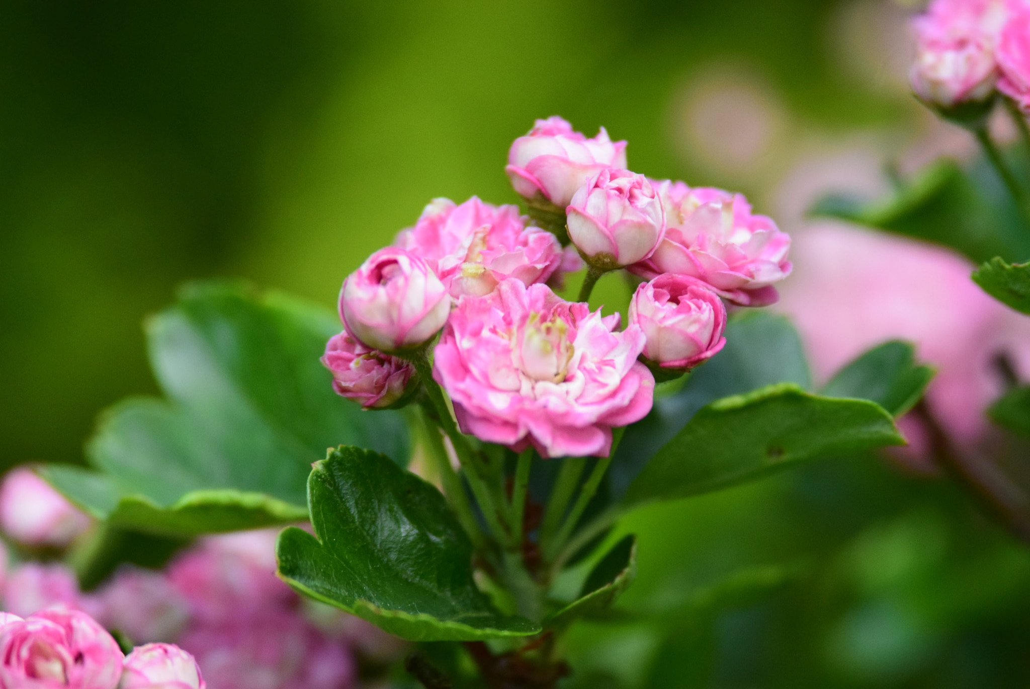 Nikon D5300 + Nikon AF-S Nikkor 300mm F4D ED-IF sample photo. Hawthorn in flower photography