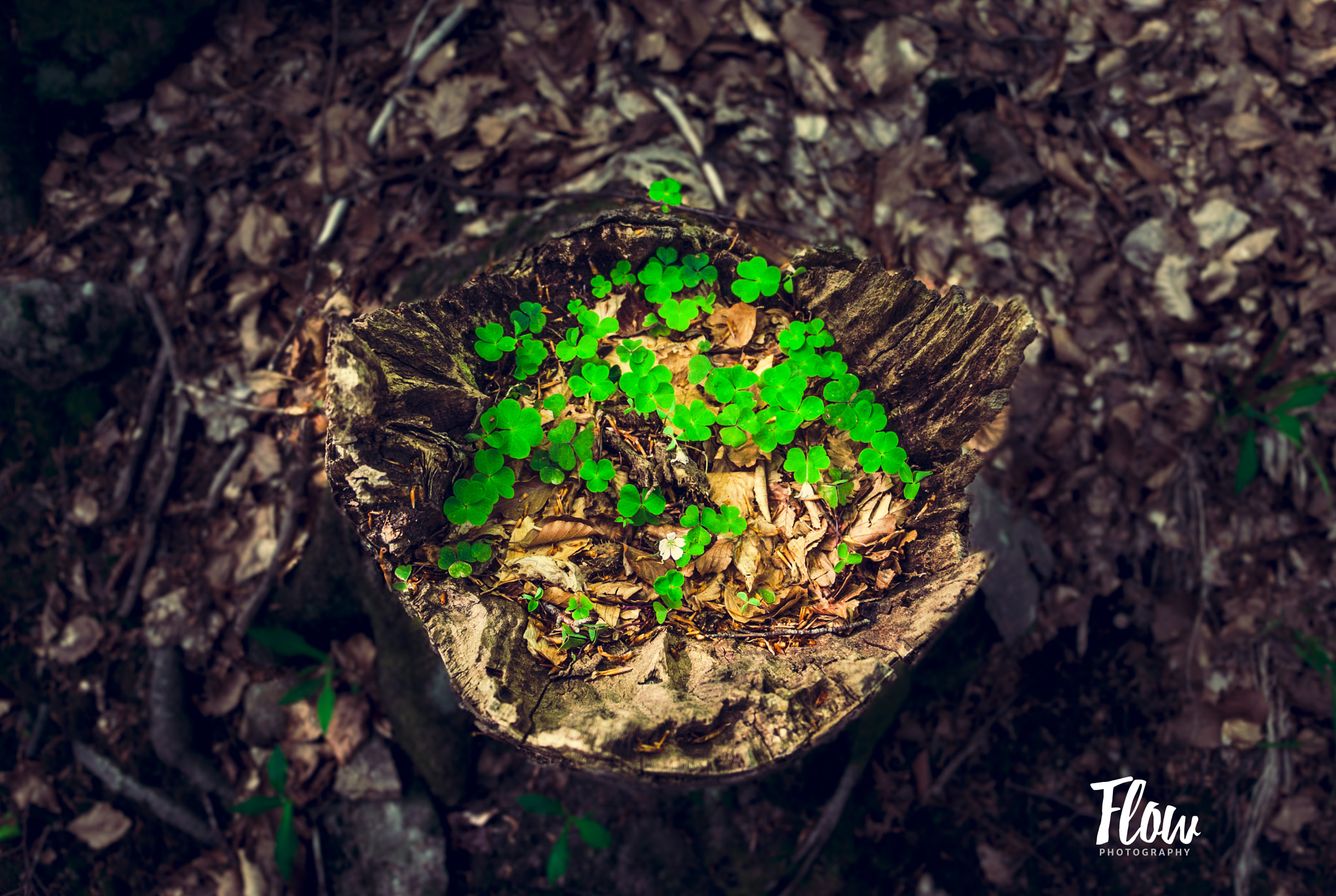 Canon EOS 40D sample photo. A lucky tree. photography