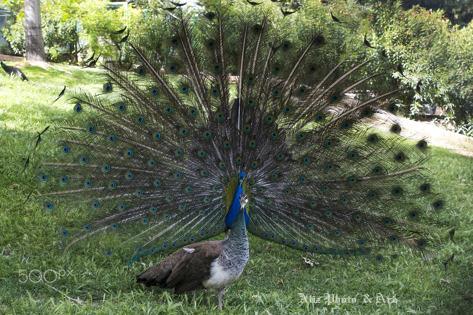 Canon EOS 760D (EOS Rebel T6s / EOS 8000D) + Sigma 24-70mm F2.8 EX DG Macro sample photo. Peacocks in love photography