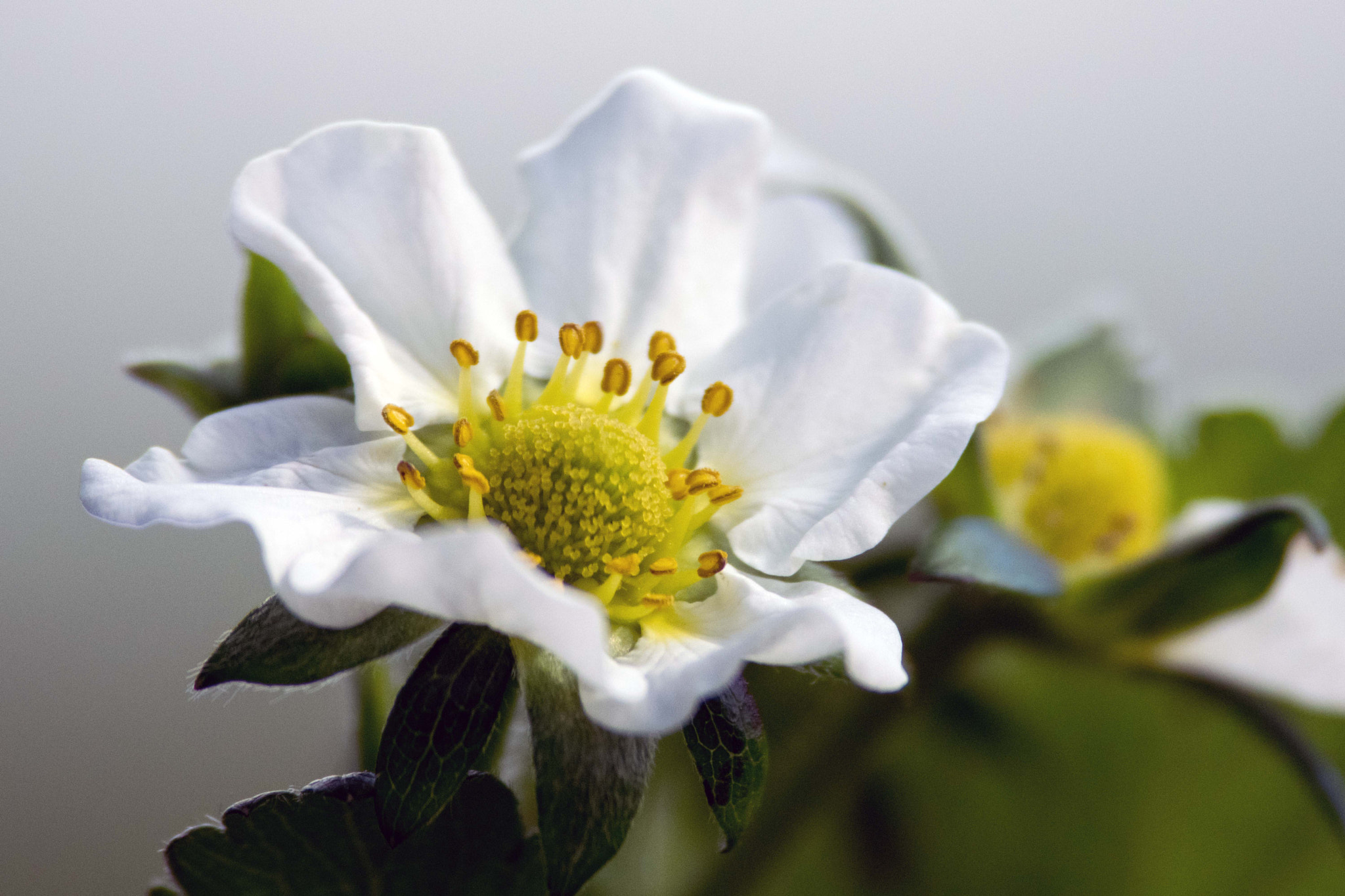 Nikon D5300 + Nikon AF-S Nikkor 300mm F4D ED-IF sample photo. Sweet strawberry flower photography