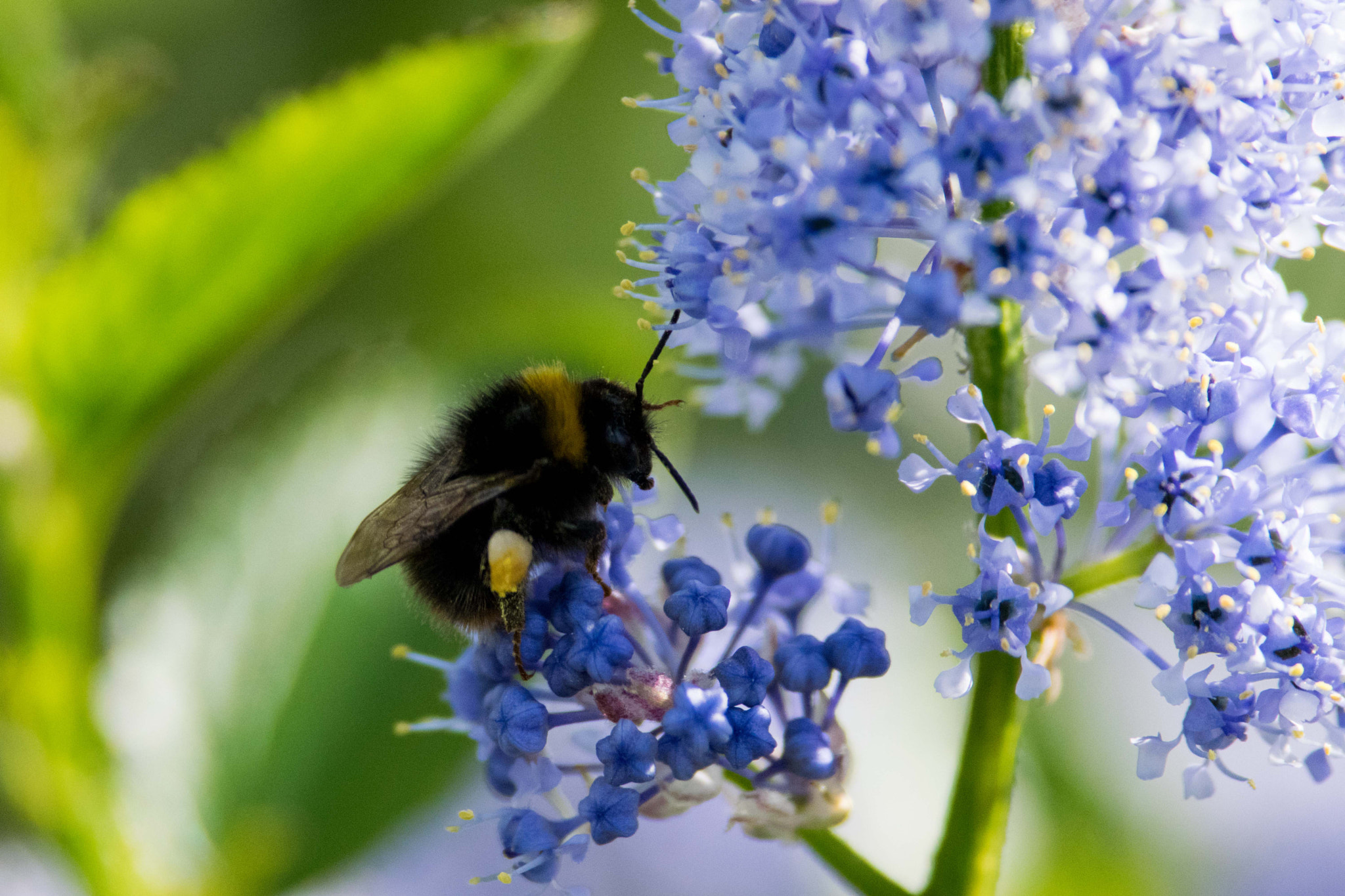 Nikon D5300 + Nikon AF-S Nikkor 300mm F4D ED-IF sample photo. Buzzing bee photography