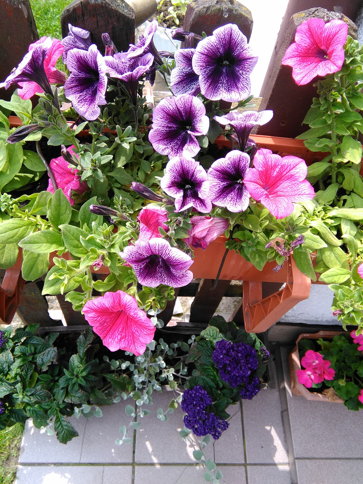 HUAWEI G620S-L01 sample photo. Flowers photography