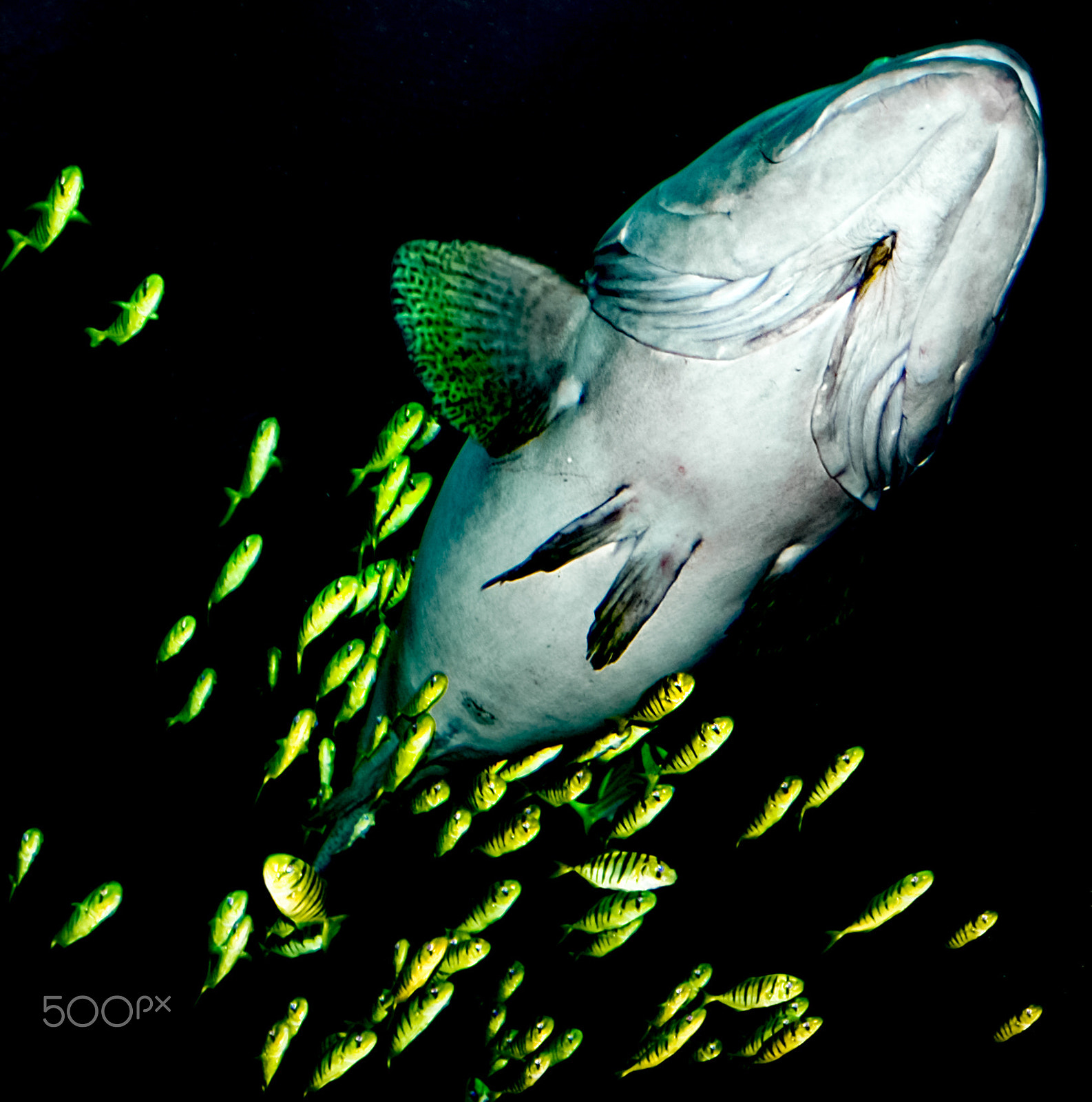 AF Zoom-Nikkor 28-80mm f/3.3-5.6G sample photo. Swimming with the big fish photography