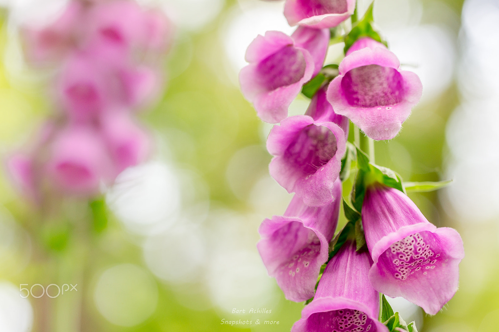Sony SLT-A55 (SLT-A55V) sample photo. Poisonous beauty photography