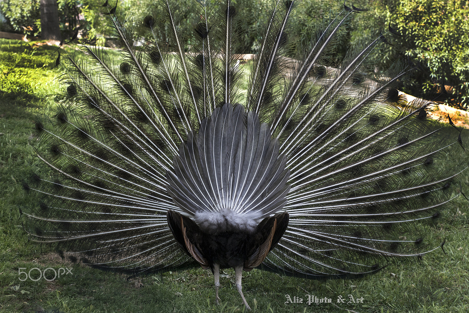 Canon EOS 760D (EOS Rebel T6s / EOS 8000D) + Sigma 24-70mm F2.8 EX DG Macro sample photo. Peacocks in love ii photography