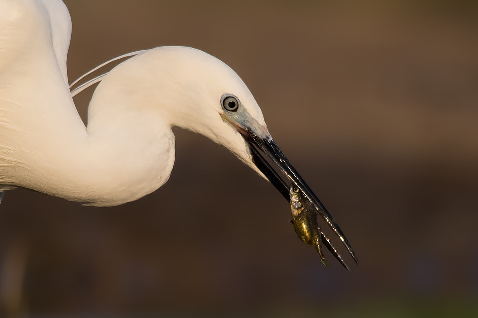 Sigma 150-500mm F5-6.3 DG OS HSM sample photo. 416890761601 photography