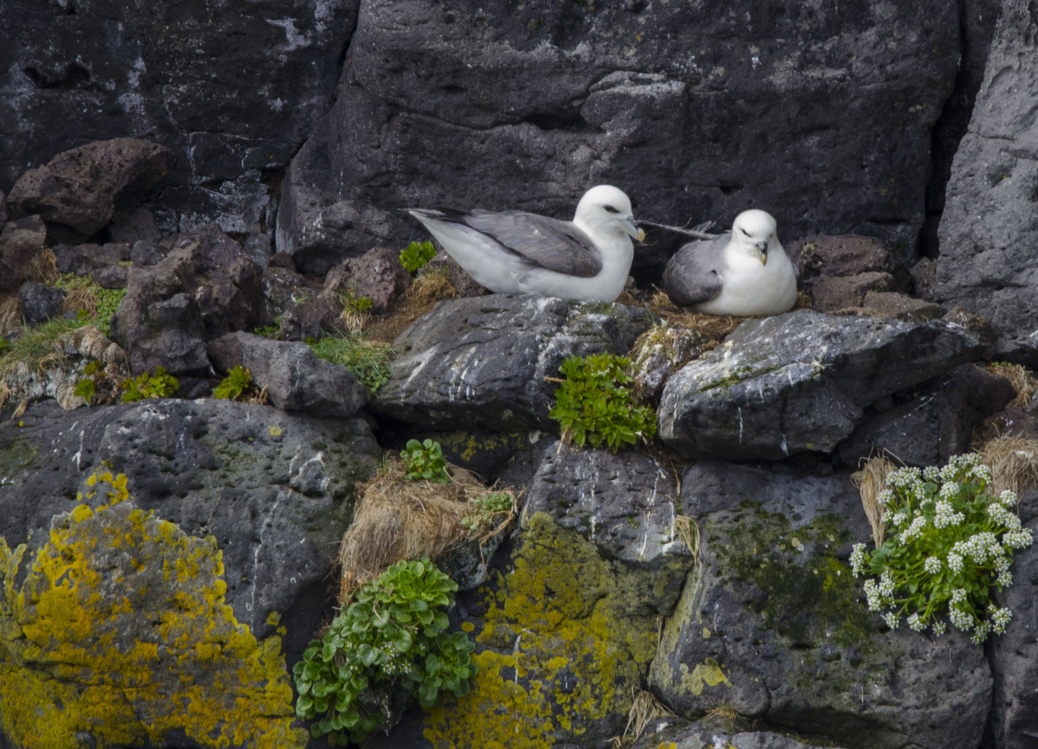 Sigma 150-600mm F5-6.3 DG OS HSM | S sample photo. Fulmar photography