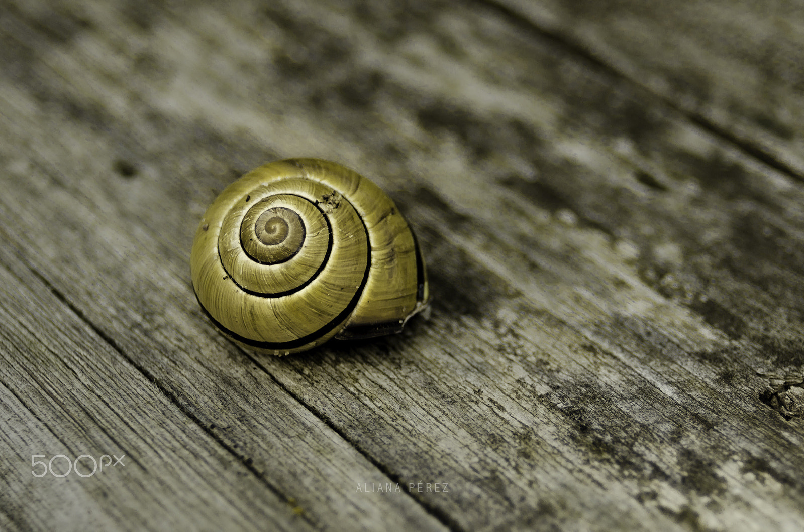 AF Zoom-Nikkor 28-80mm f/3.3-5.6G sample photo. Maravillosa espiral de vida photography