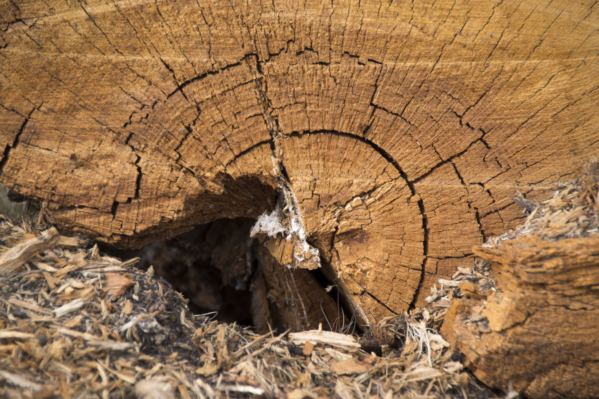Sigma 18-250mm F3.5-6.3 DC Macro OS HSM sample photo. Cutted tree photography