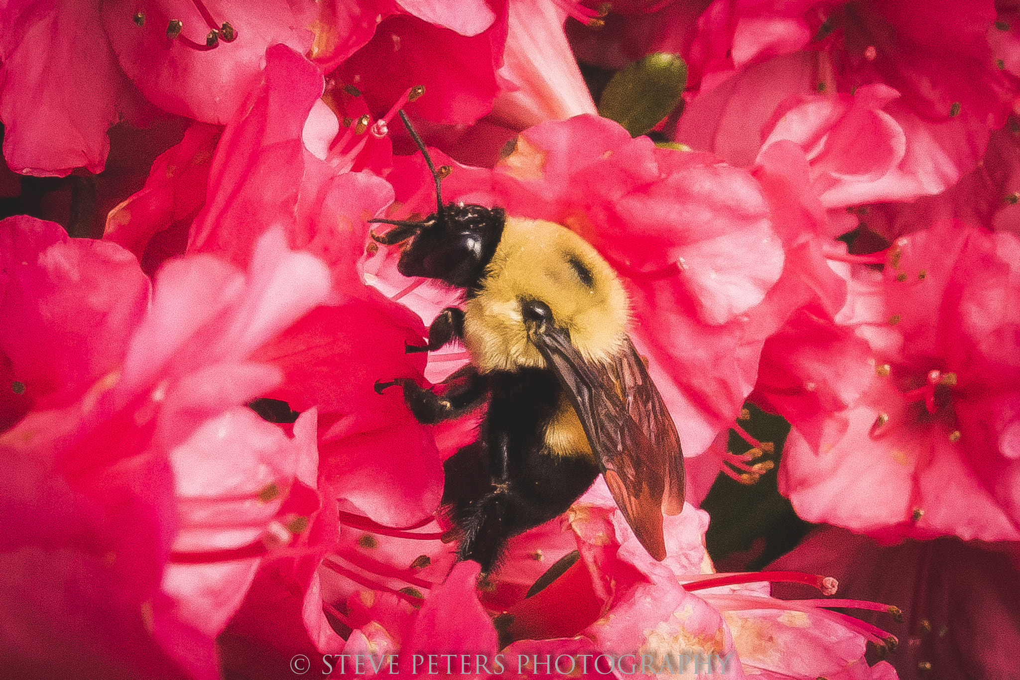 Sigma 17-70mm F2.8-4 DC Macro HSM sample photo. Bee photography