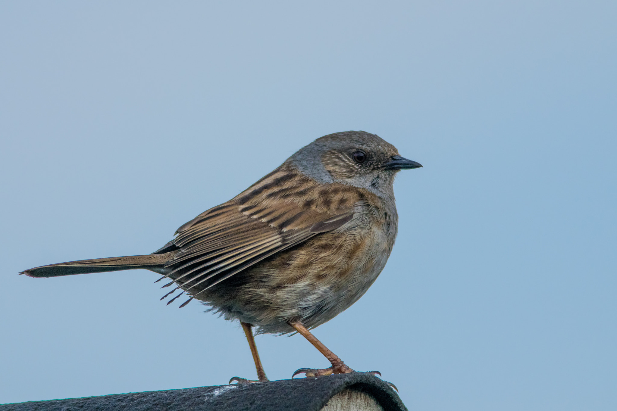 Nikon D5300 + Nikon AF-S Nikkor 300mm F4D ED-IF sample photo. Blue sky dunnock photography