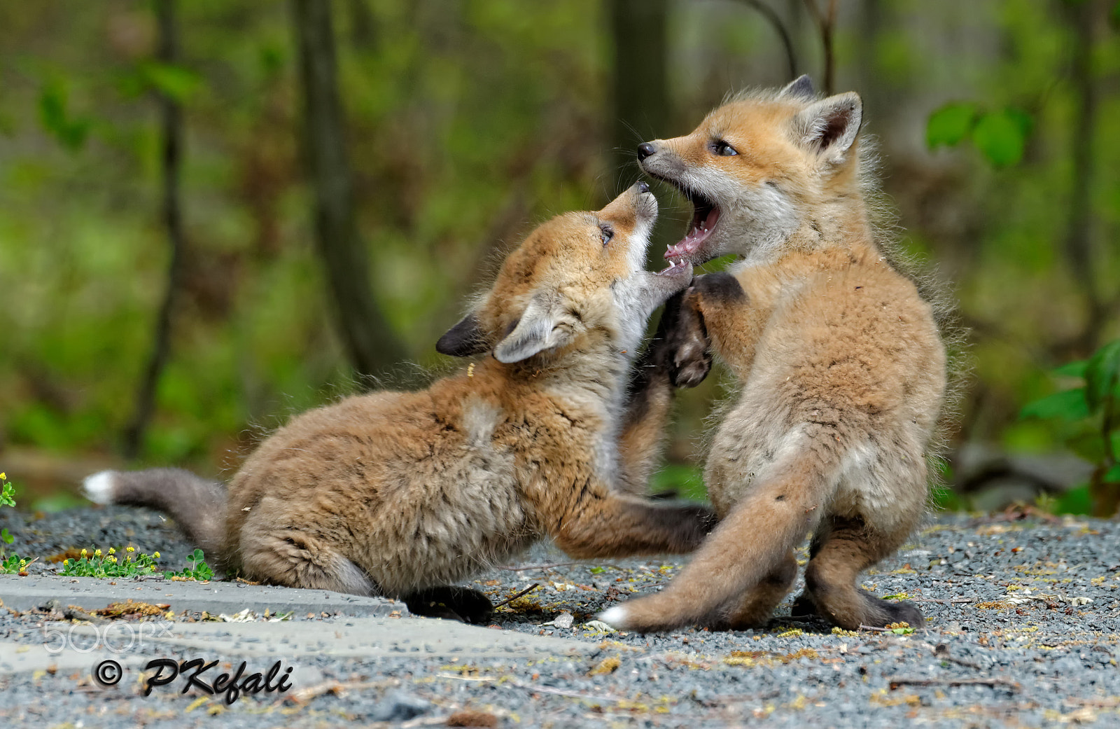 Nikon D600 sample photo. Play fighting - baby foxes photography