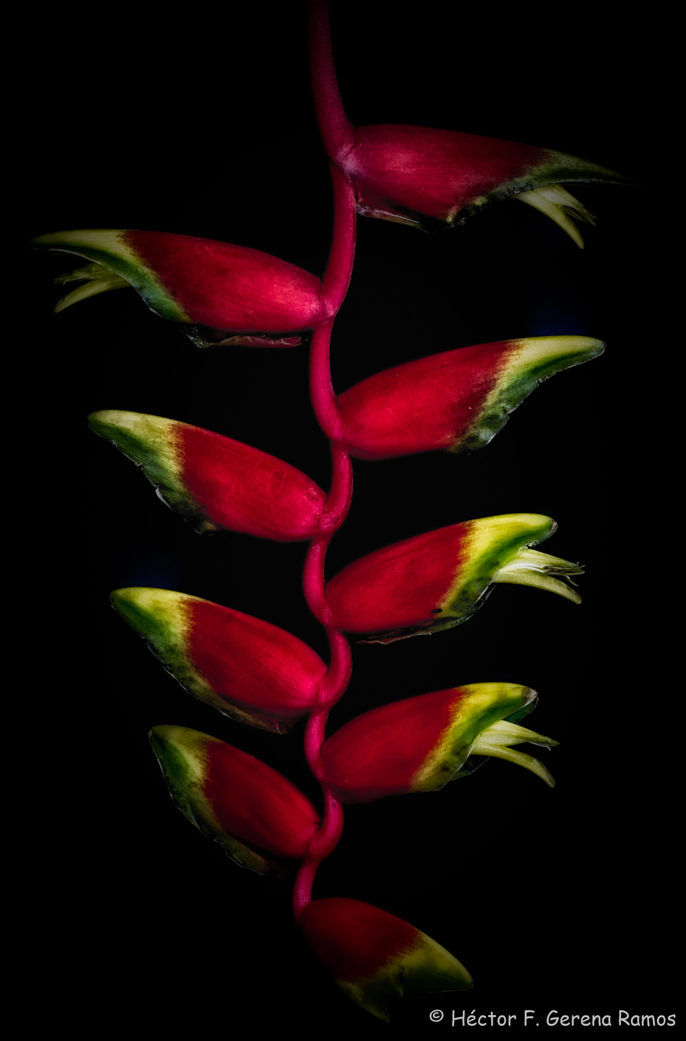 Sigma APO Macro 180mm F2.8 EX DG OS HSM sample photo. Flames photography