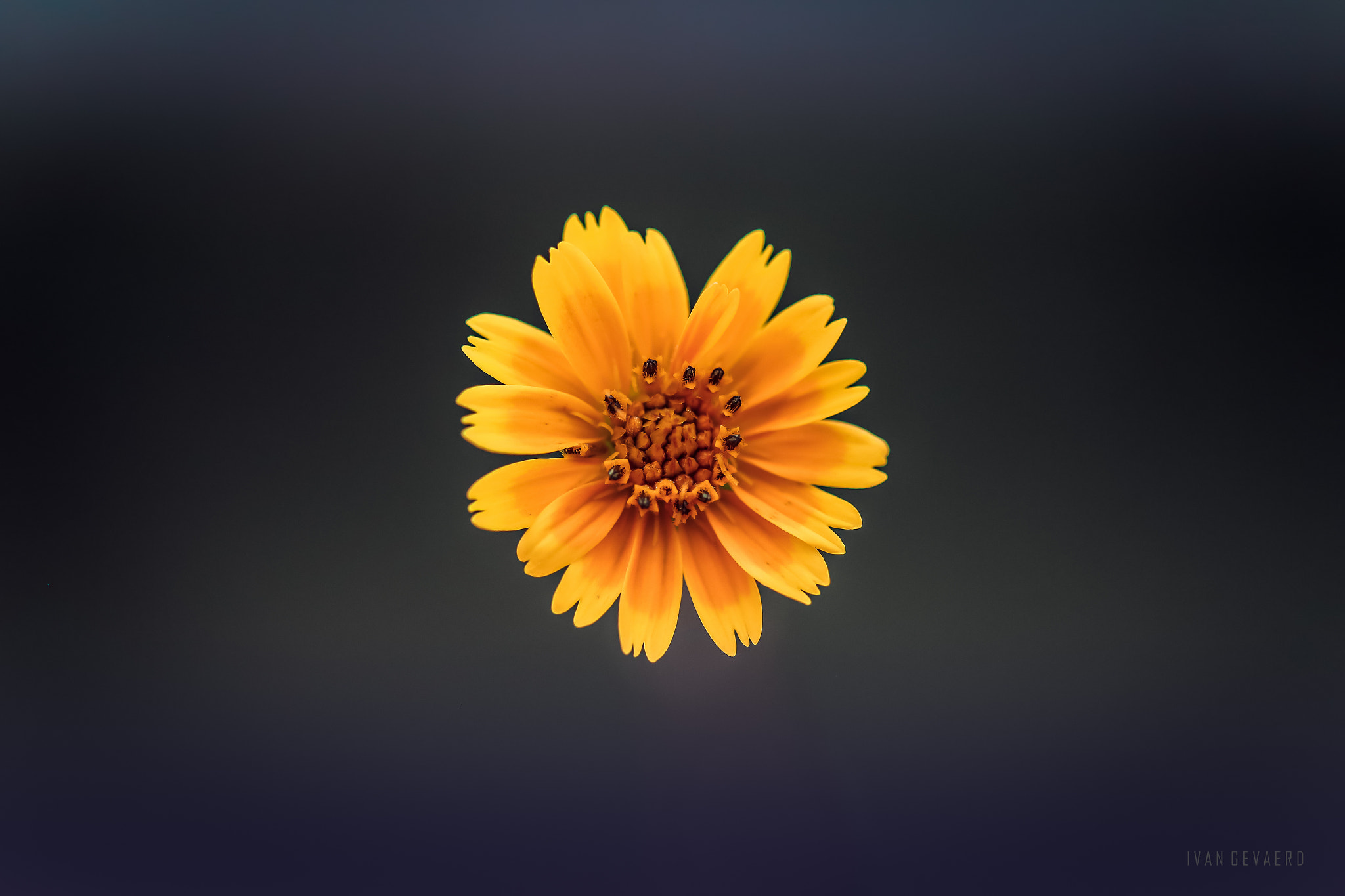 Canon EOS 6D + Canon EF 100mm F2.8 Macro USM sample photo. Yellow fantasy ii photography