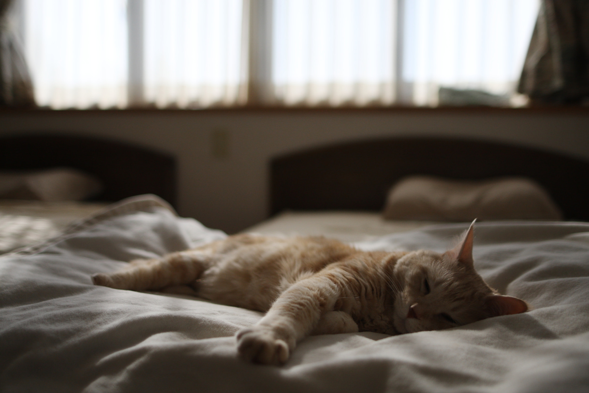 Sigma 28mm f/1.8 DG Macro EX sample photo. Morning light:sepia photography
