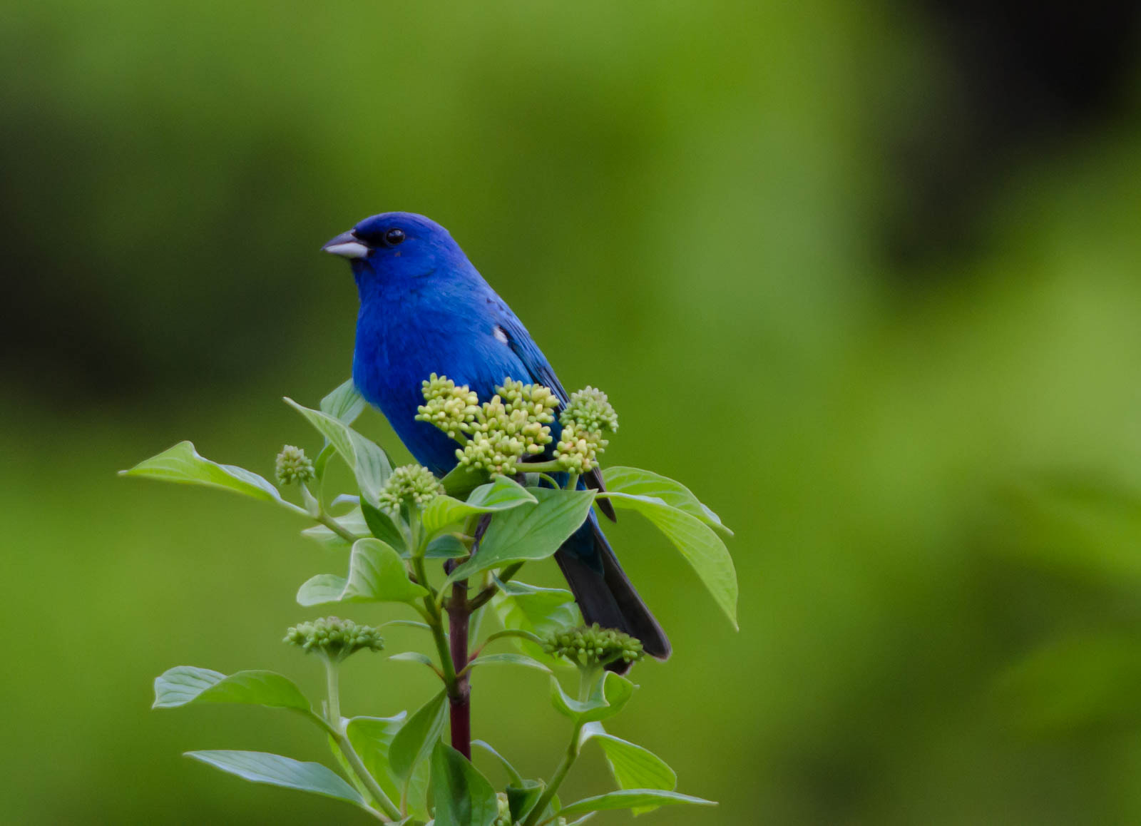 Sigma 135-400mm F4.5-5.6 APO Aspherical sample photo. Indigo blue bunting photography