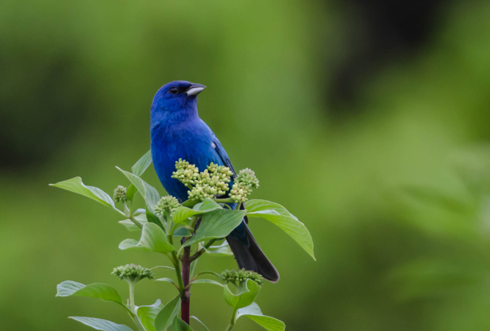 Nikon D7000 + Sigma 135-400mm F4.5-5.6 APO Aspherical sample photo. Indigo blue bunting2 photography