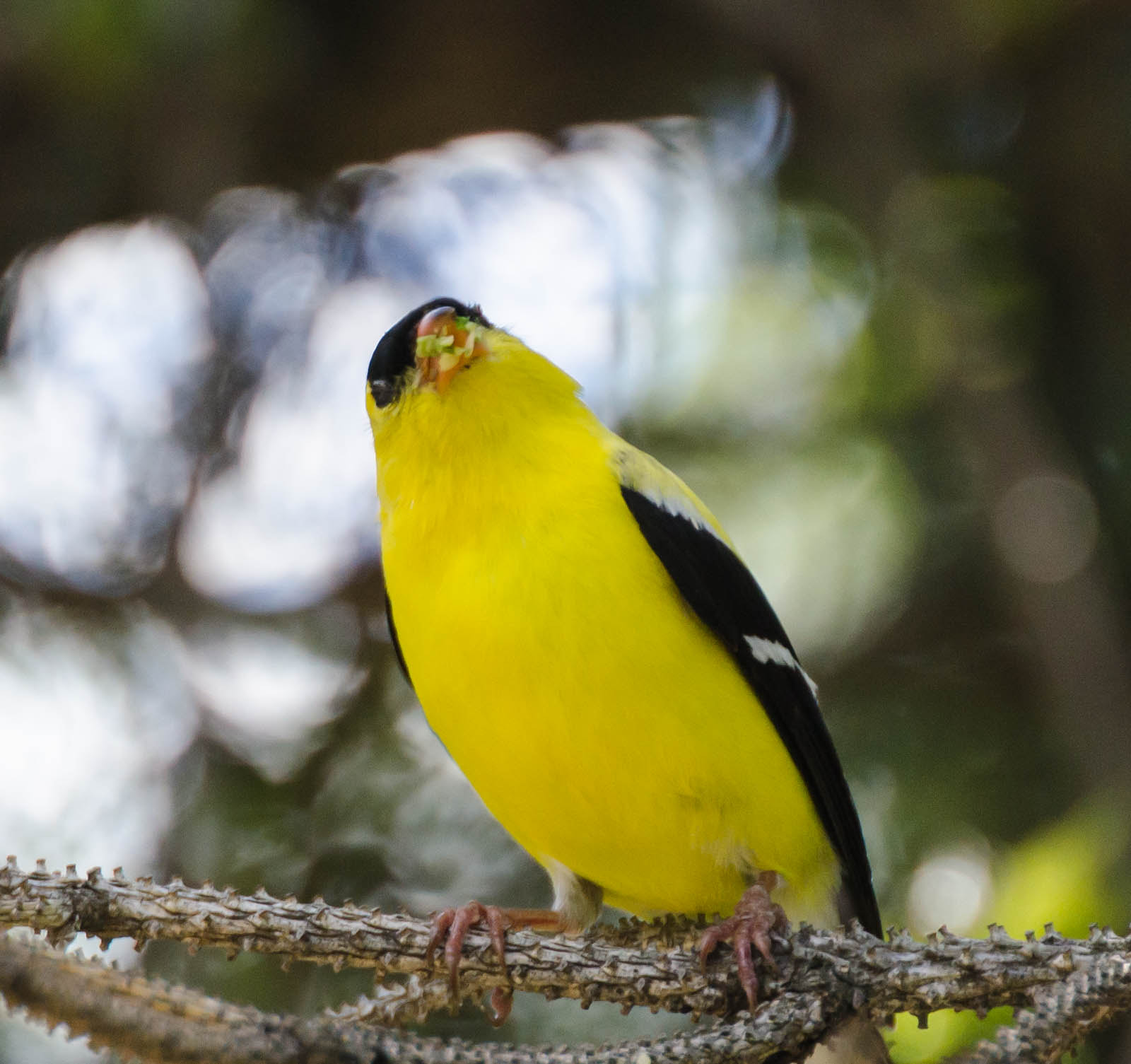 Sigma 135-400mm F4.5-5.6 APO Aspherical sample photo. Goldfinch with a mouthful of worms photography