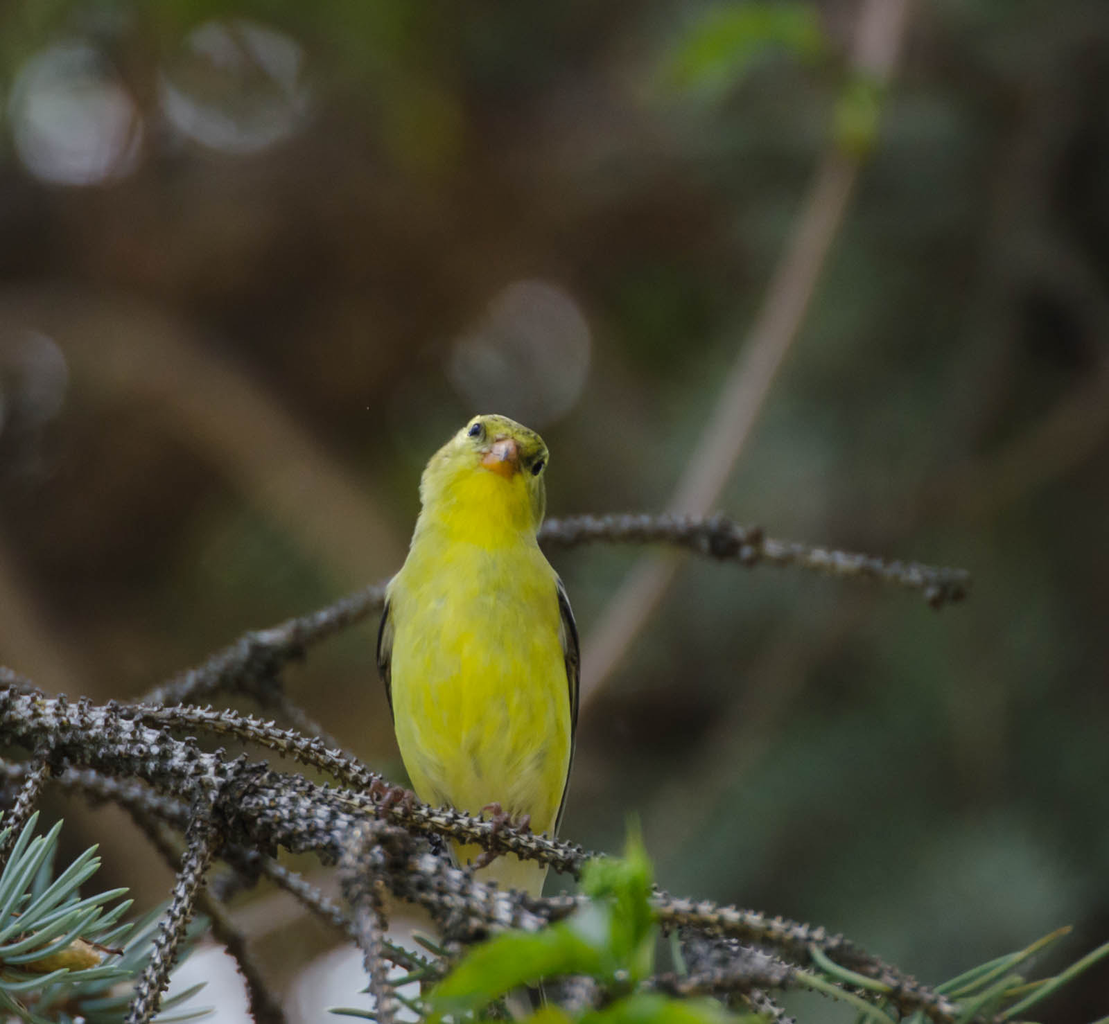 Nikon D7000 + Sigma 135-400mm F4.5-5.6 APO Aspherical sample photo. Goldfinch listening to my bird sounds photography