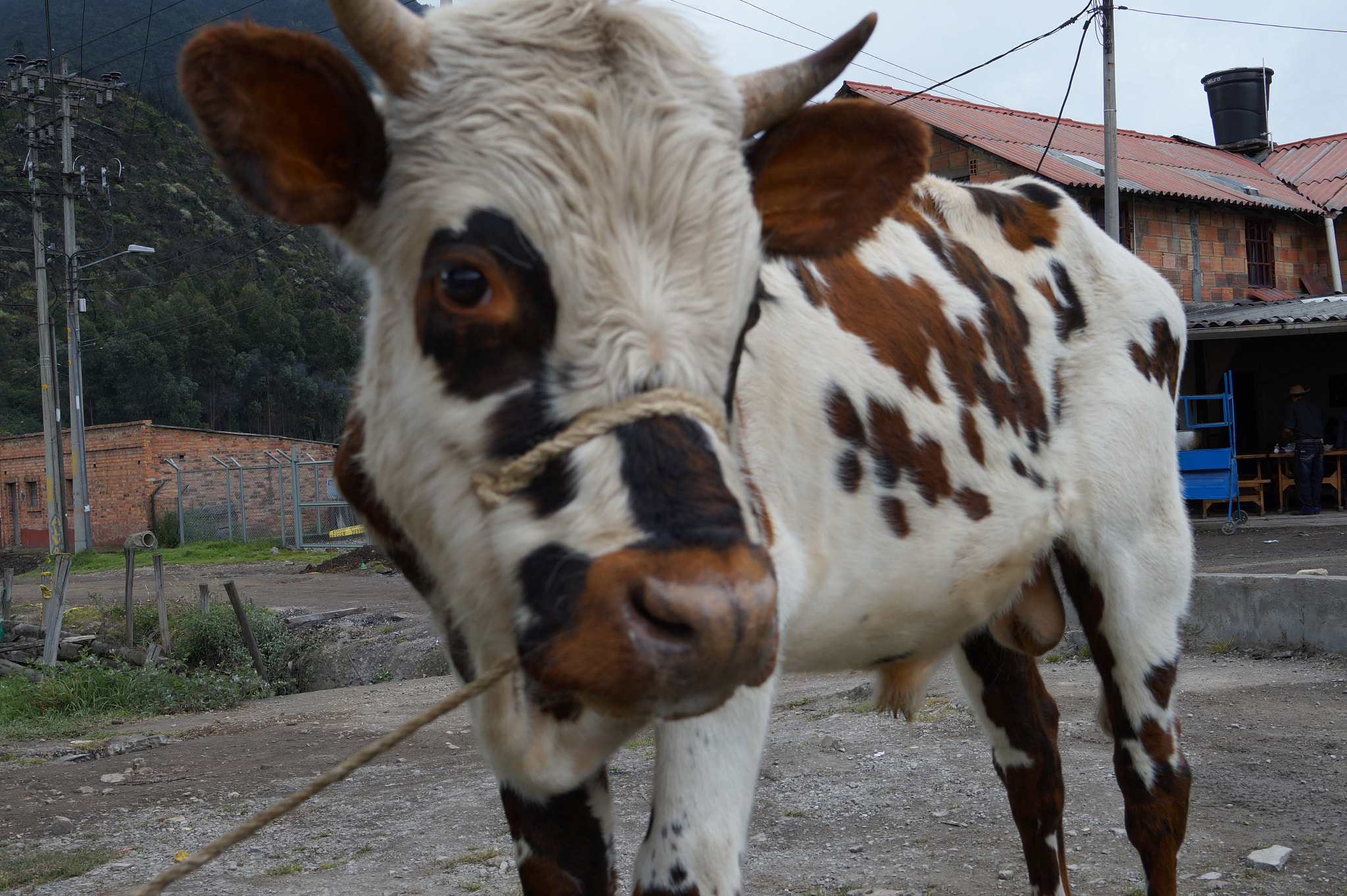 Sony E 18-50mm F4-5.6 sample photo. Animals photography