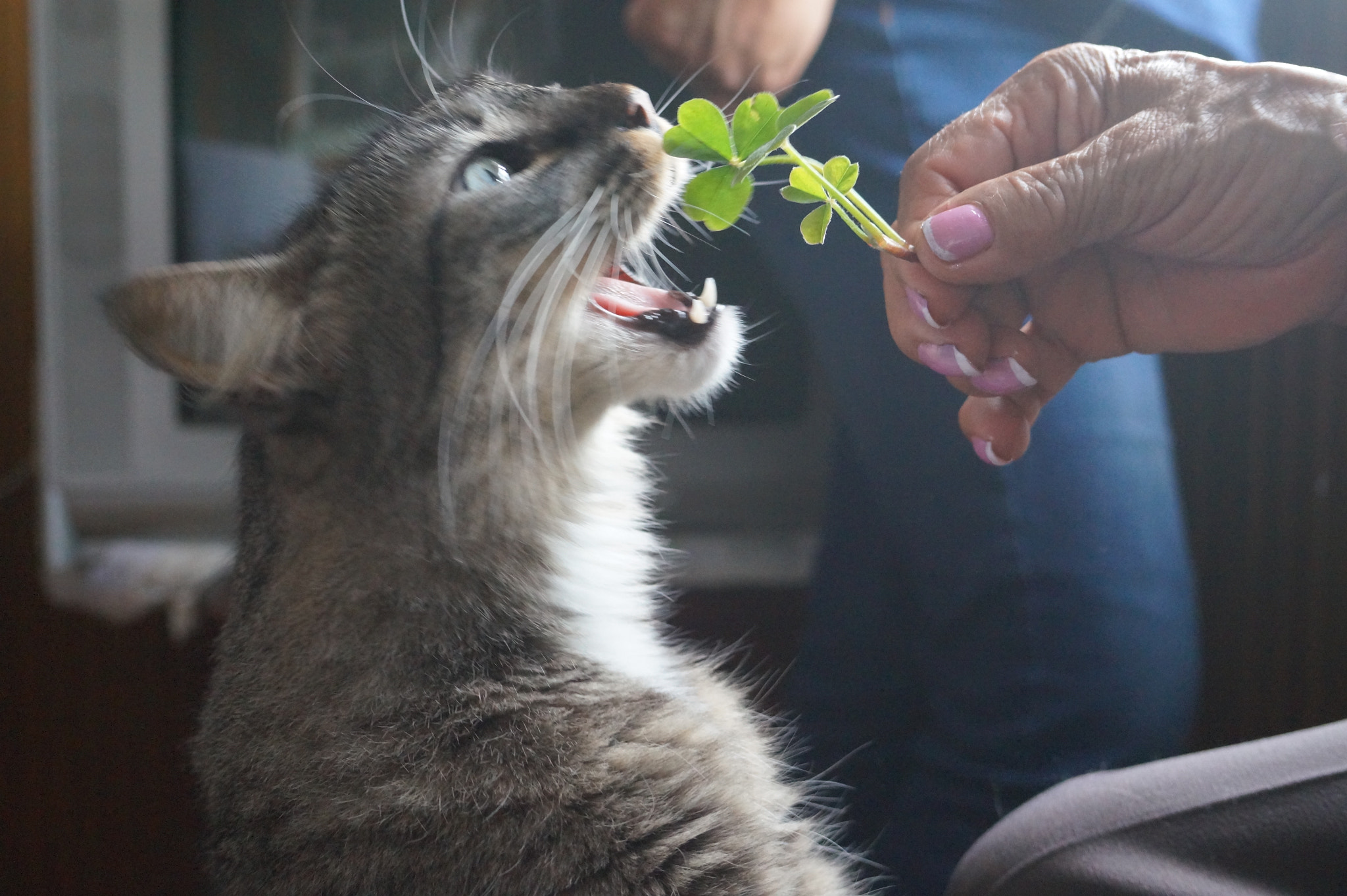 Sony E 18-50mm F4-5.6 sample photo. Animals photography
