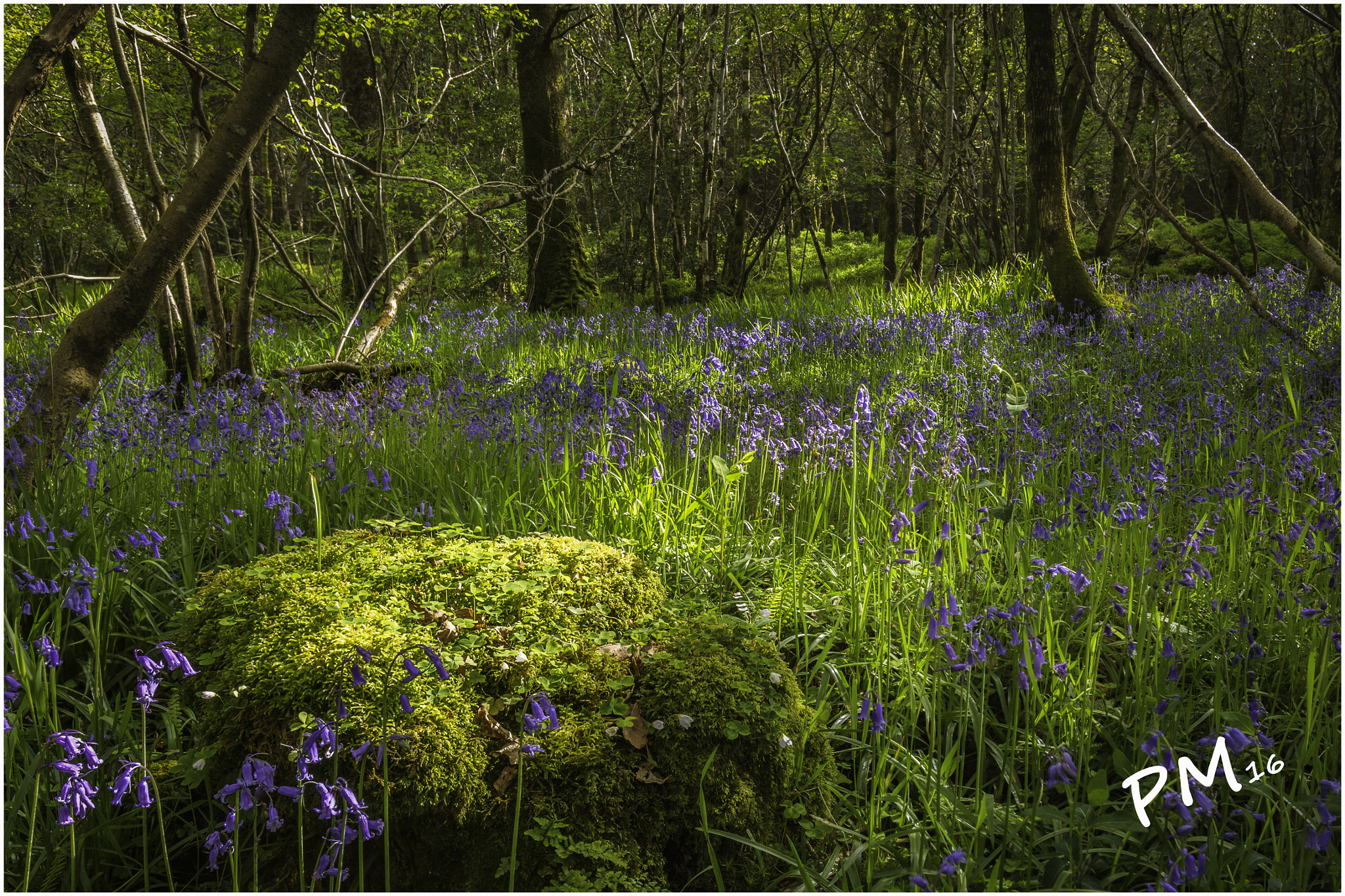 Canon EF 16-35mm F2.8L USM sample photo. Deep in the forest photography