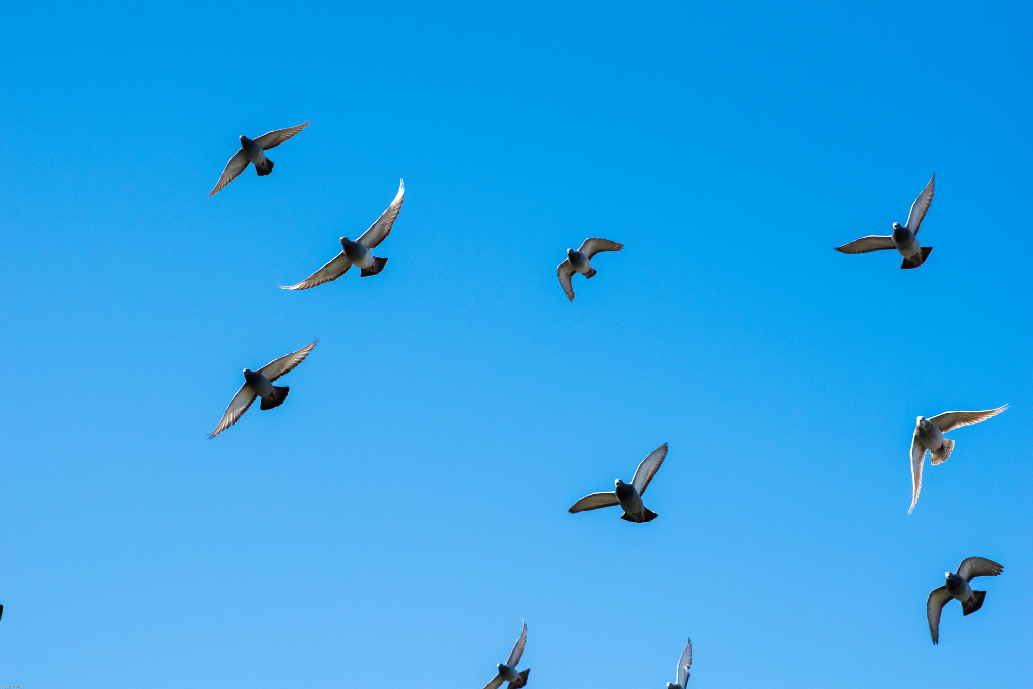 Sigma 24-70mm F2.8 EX DG HSM sample photo. High fly photography