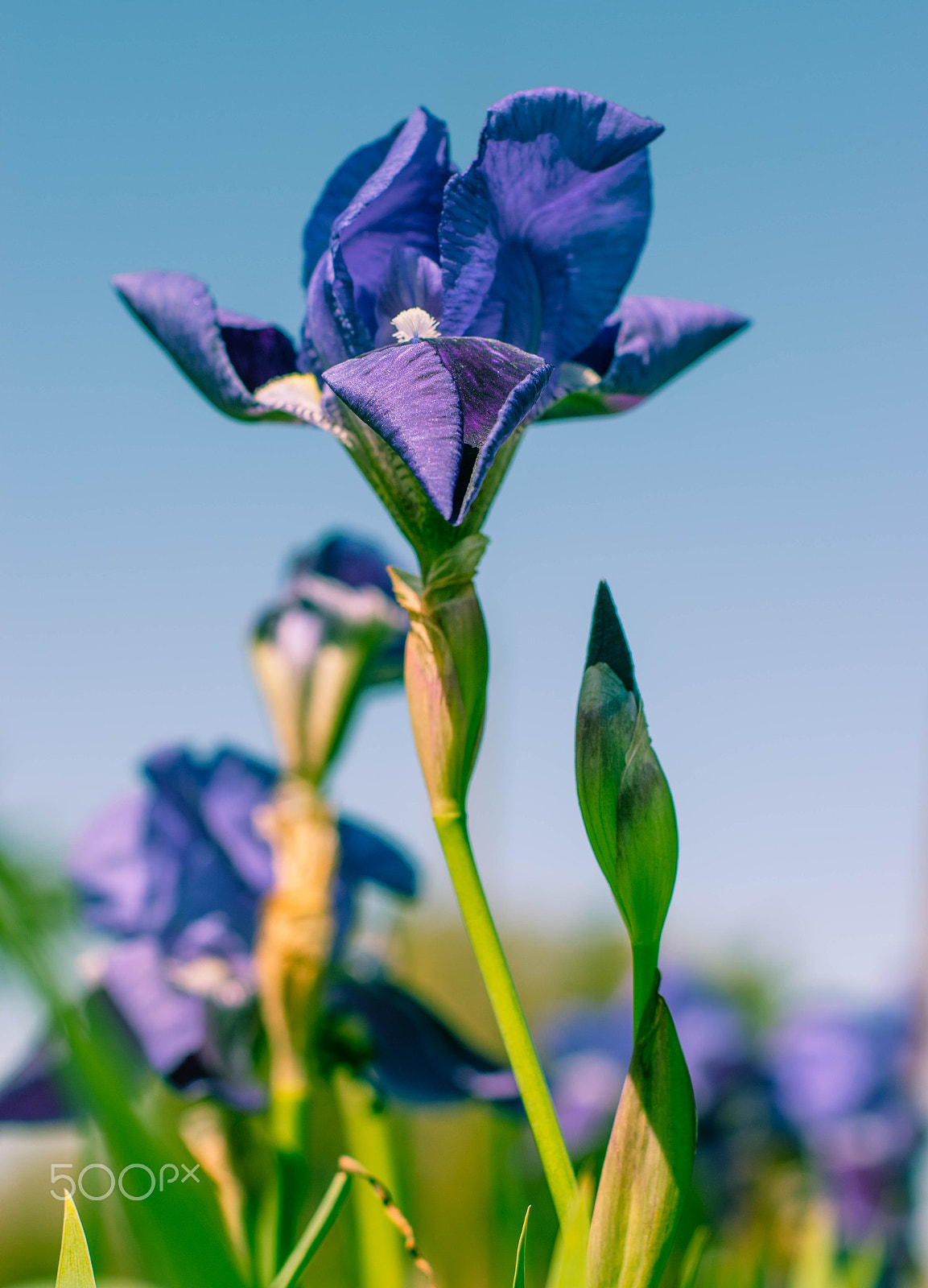 Nikon D5500 + Nikon AF-S Nikkor 50mm F1.4G sample photo. Purple iris photography