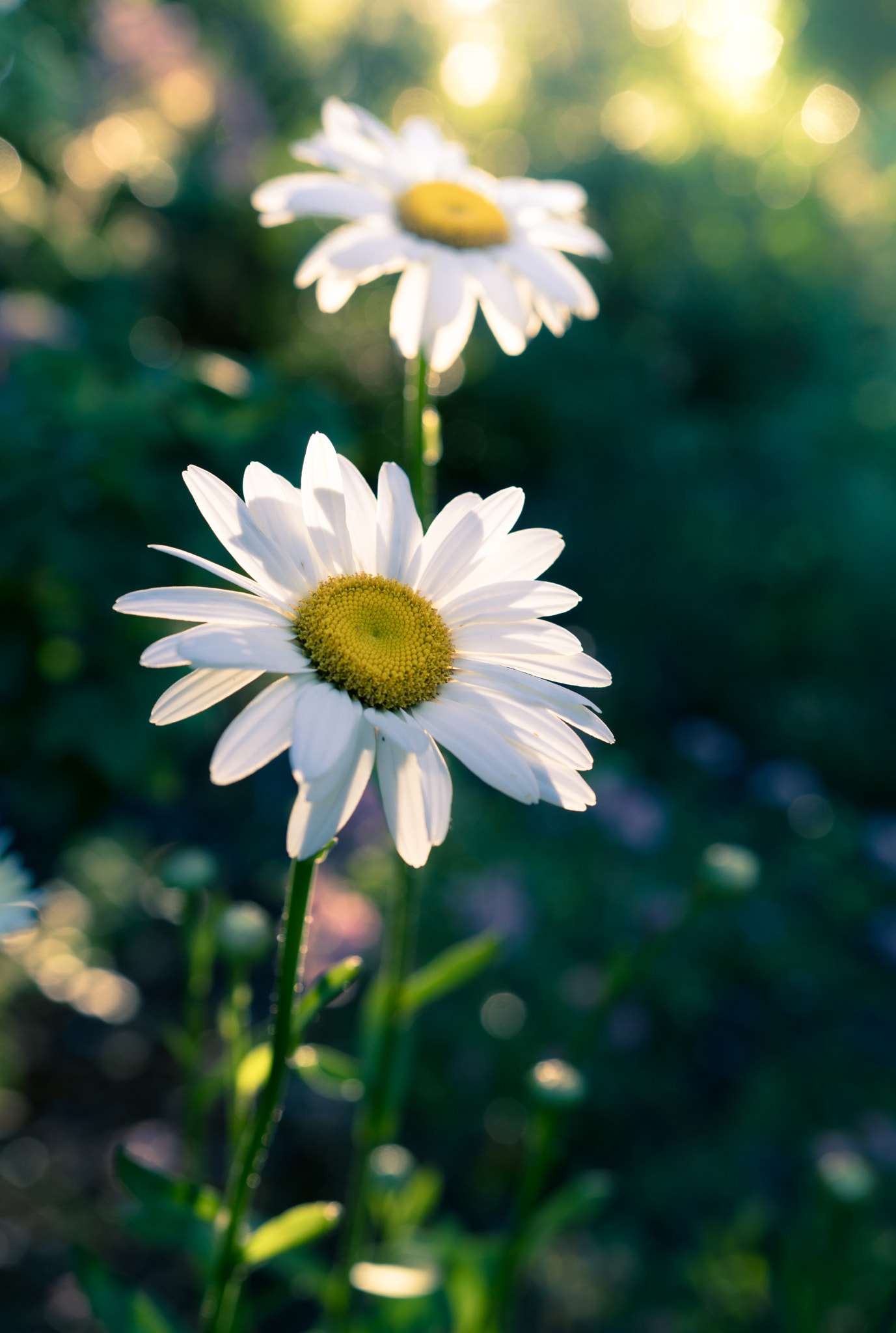 Sony a6300 + 18-35mm F1.8 DC HSM | Art 013 sample photo. Sunny photography