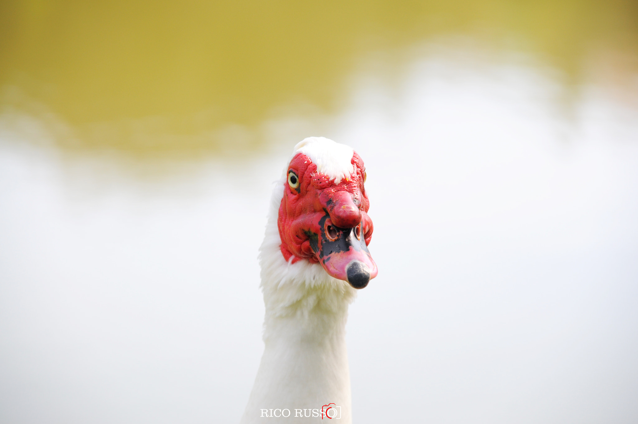 Sigma 18-200mm F3.5-6.3 DC OS HSM sample photo. Pato photography