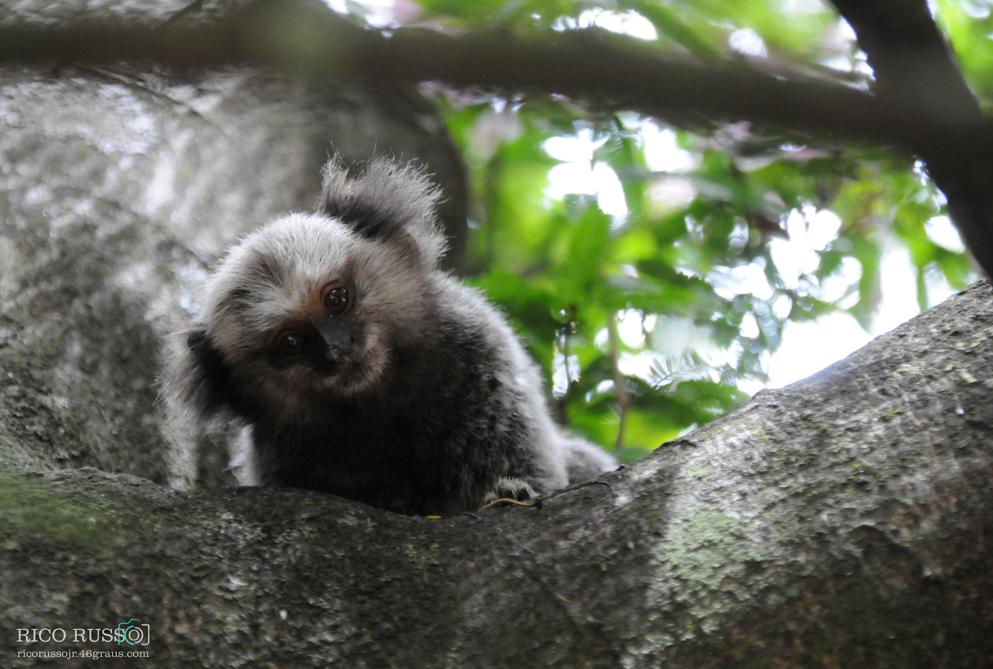 Sigma 18-200mm F3.5-6.3 DC OS HSM sample photo. Observancia photography
