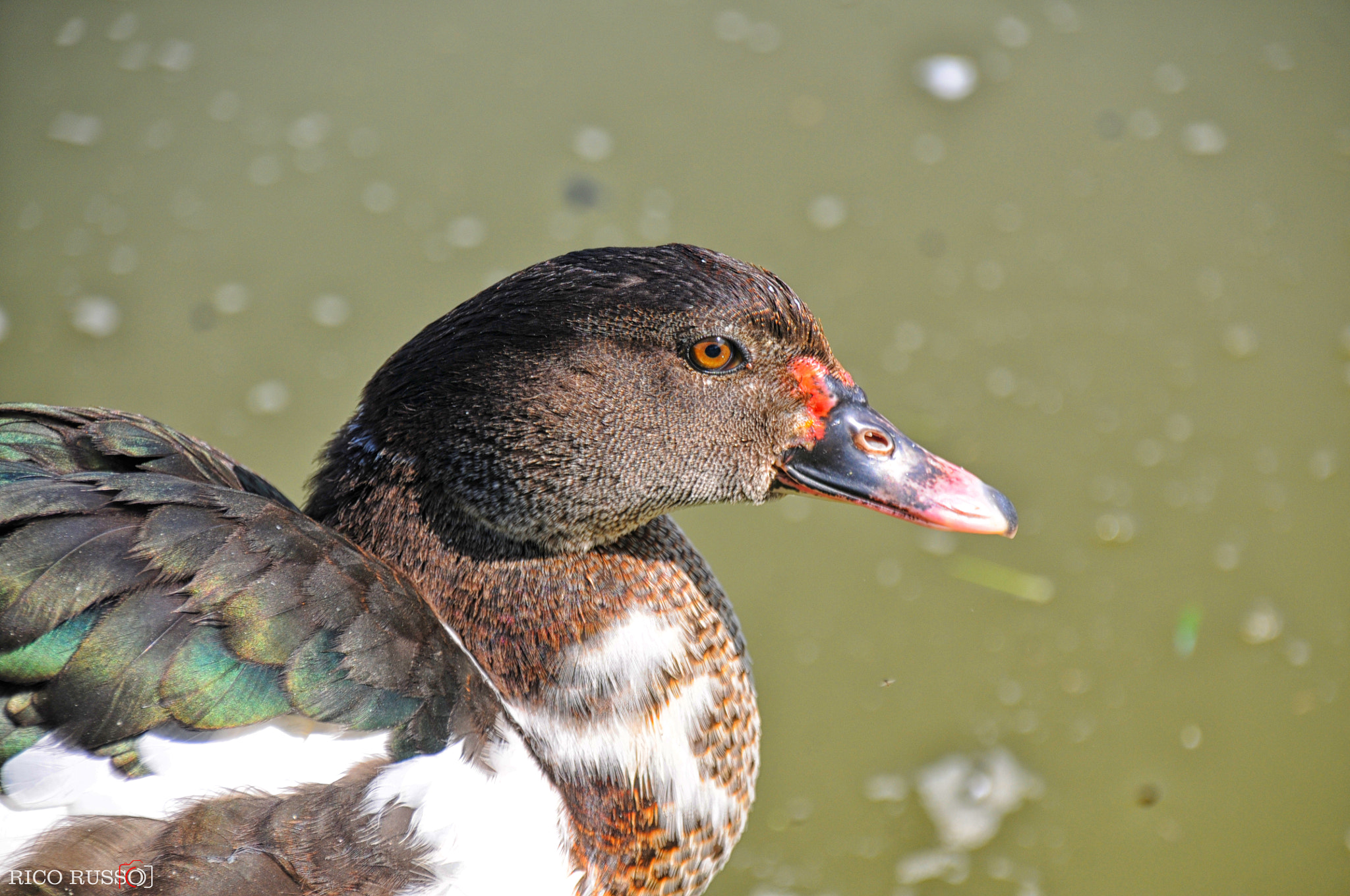Sigma 18-200mm F3.5-6.3 DC OS HSM sample photo. Pato photography