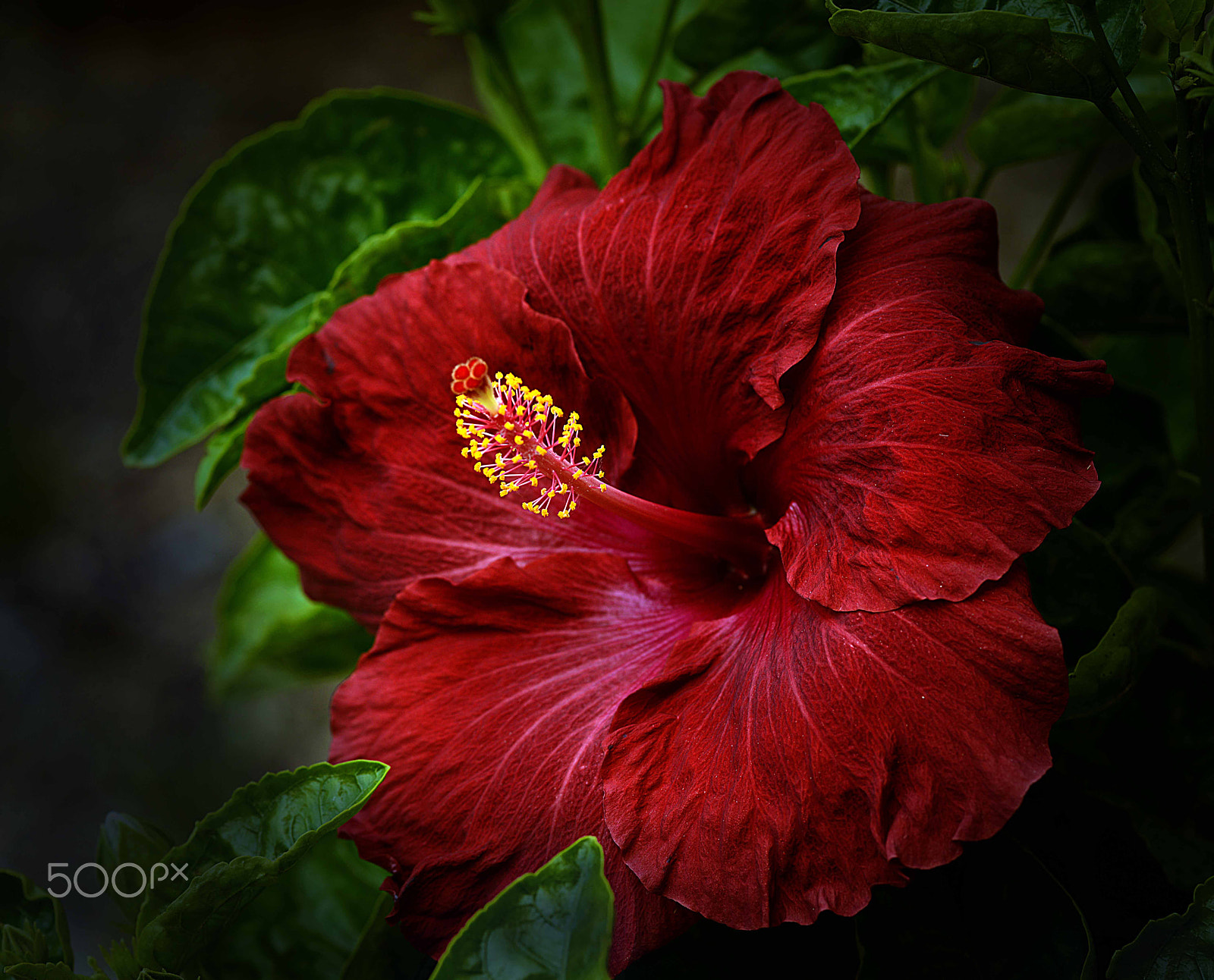 Nikon D800 + AF Nikkor 20mm f/2.8 sample photo. Reaching out photography