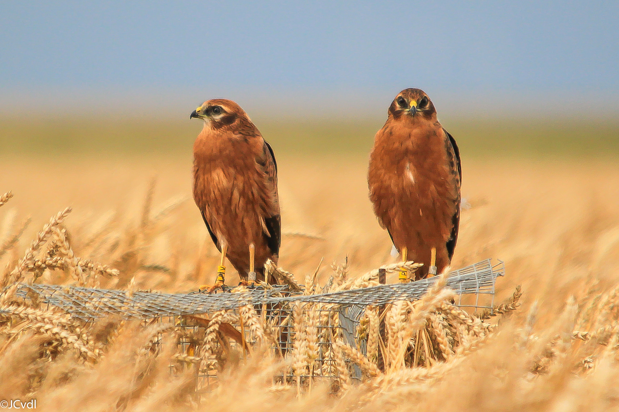 Sigma 150-500mm F5-6.3 DG OS HSM sample photo. Young montagu's harriers photography