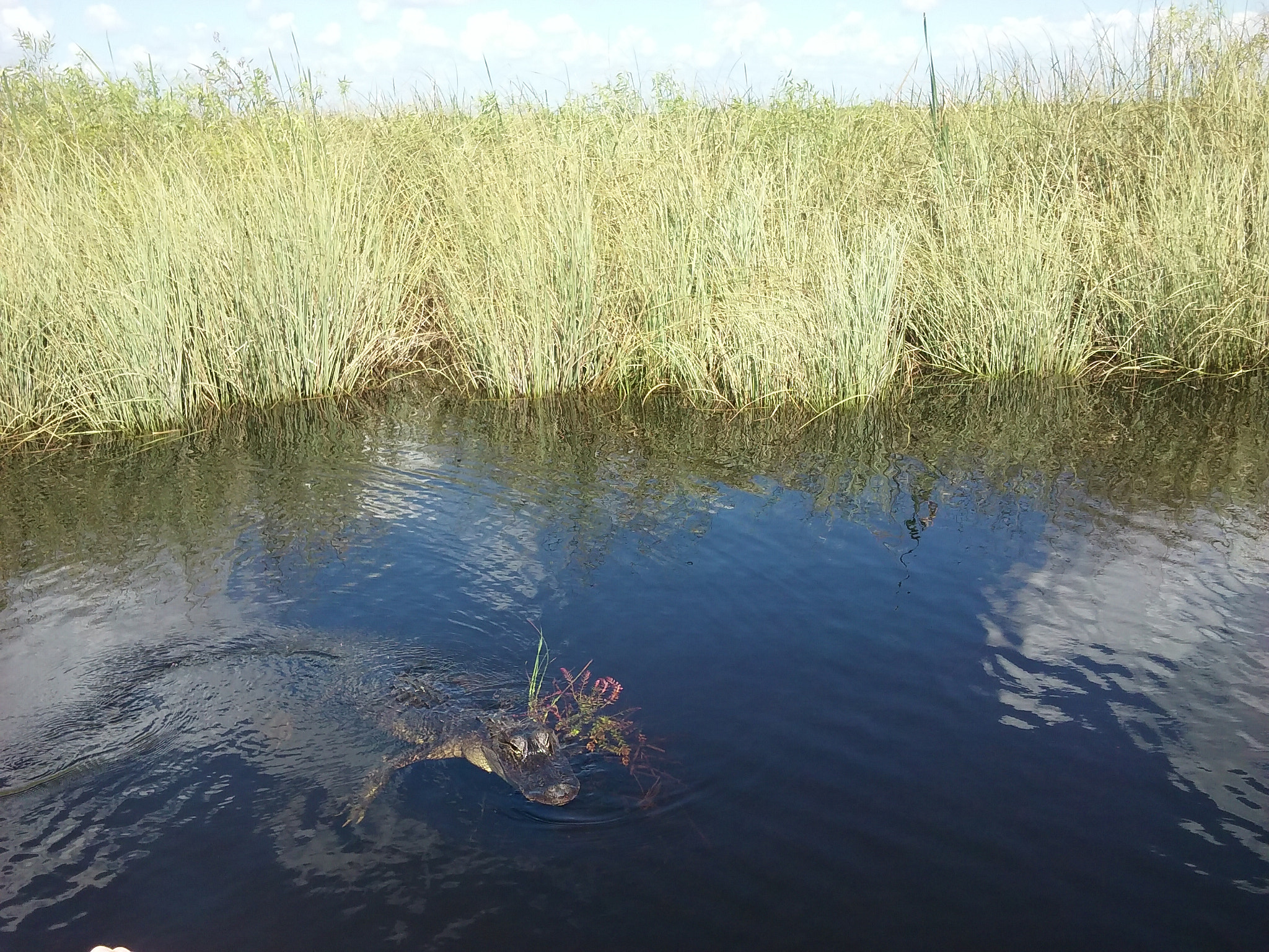 LG LEON 4G LTE sample photo. Damian the aligator photography