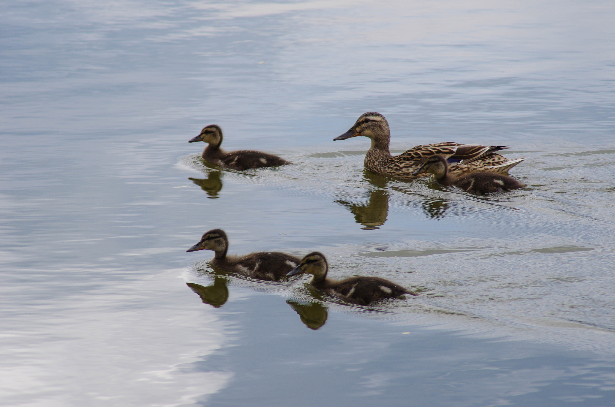 Pentax K-5 II + Tamron AF 28-200mm F3.8-5.6 XR Di Aspherical (IF) Macro sample photo. Duck family portrait photography