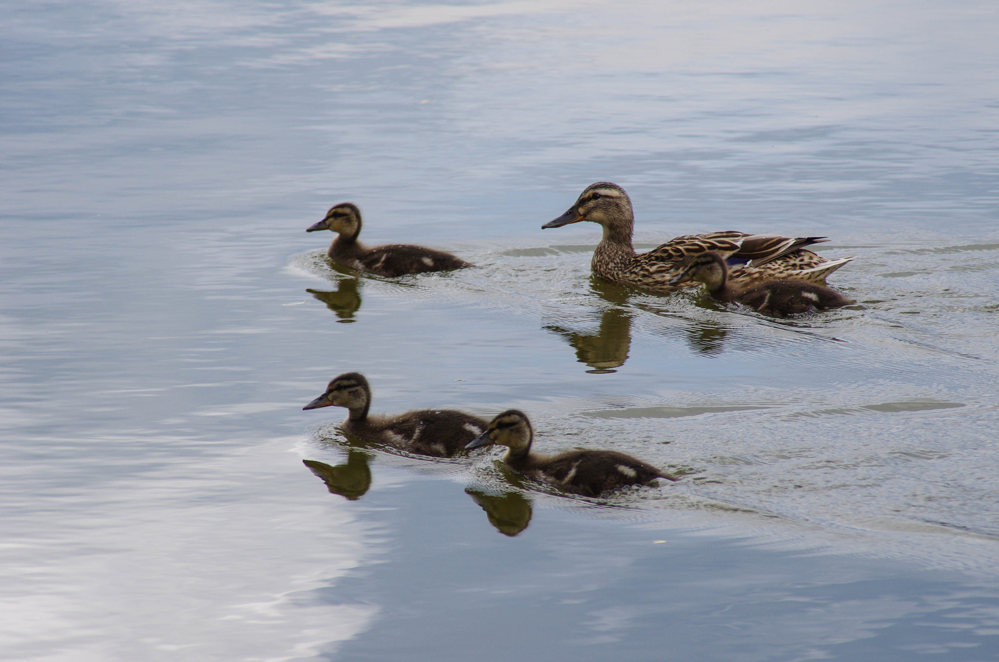 Pentax K-5 II sample photo. Duck family portrait photography